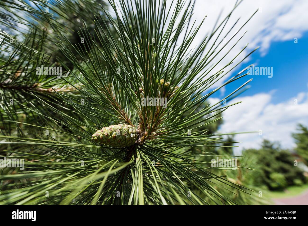 Fir tree brunch close hi-res stock photography and images - Alamy