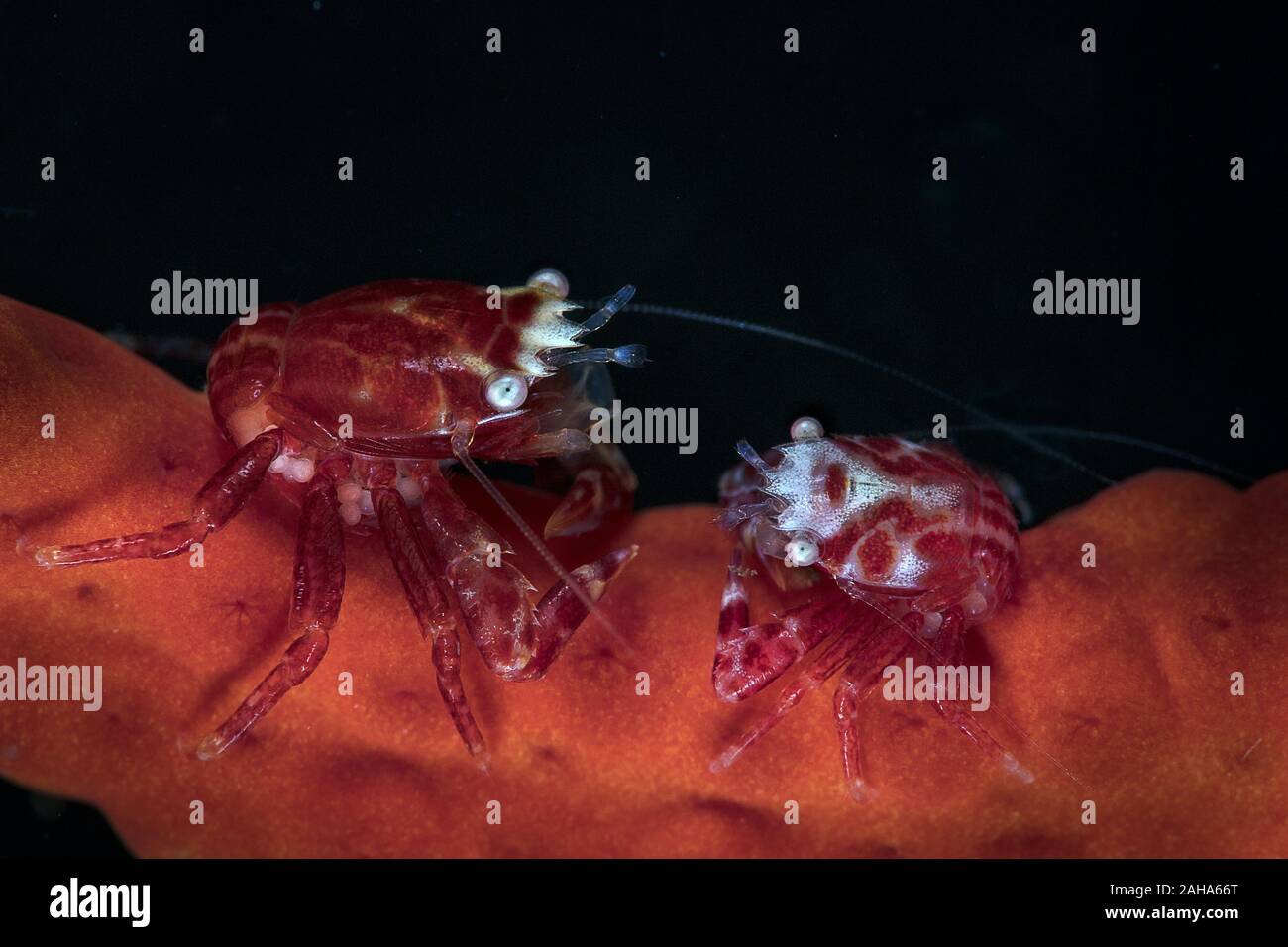 Pair of Four-lobed Porcelain Crabs (Lissoporcellana quadrilobata). Underwater macro photography from Anilao, Philippines Stock Photo