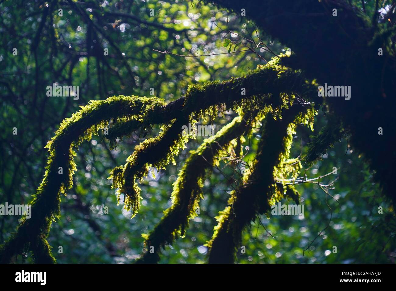 Dense forest on the Greek Island of Cephalonia, Ionian Sea, Greece Stock Photo