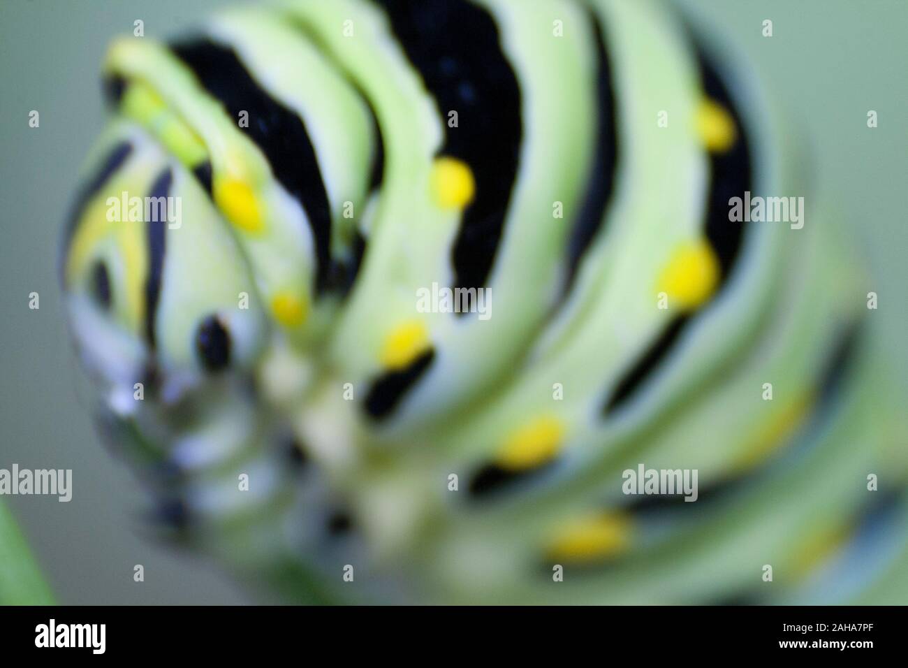 Parsley Caterpillar (Black Swallowtail Butterfly Larva Stock Photo Alamy