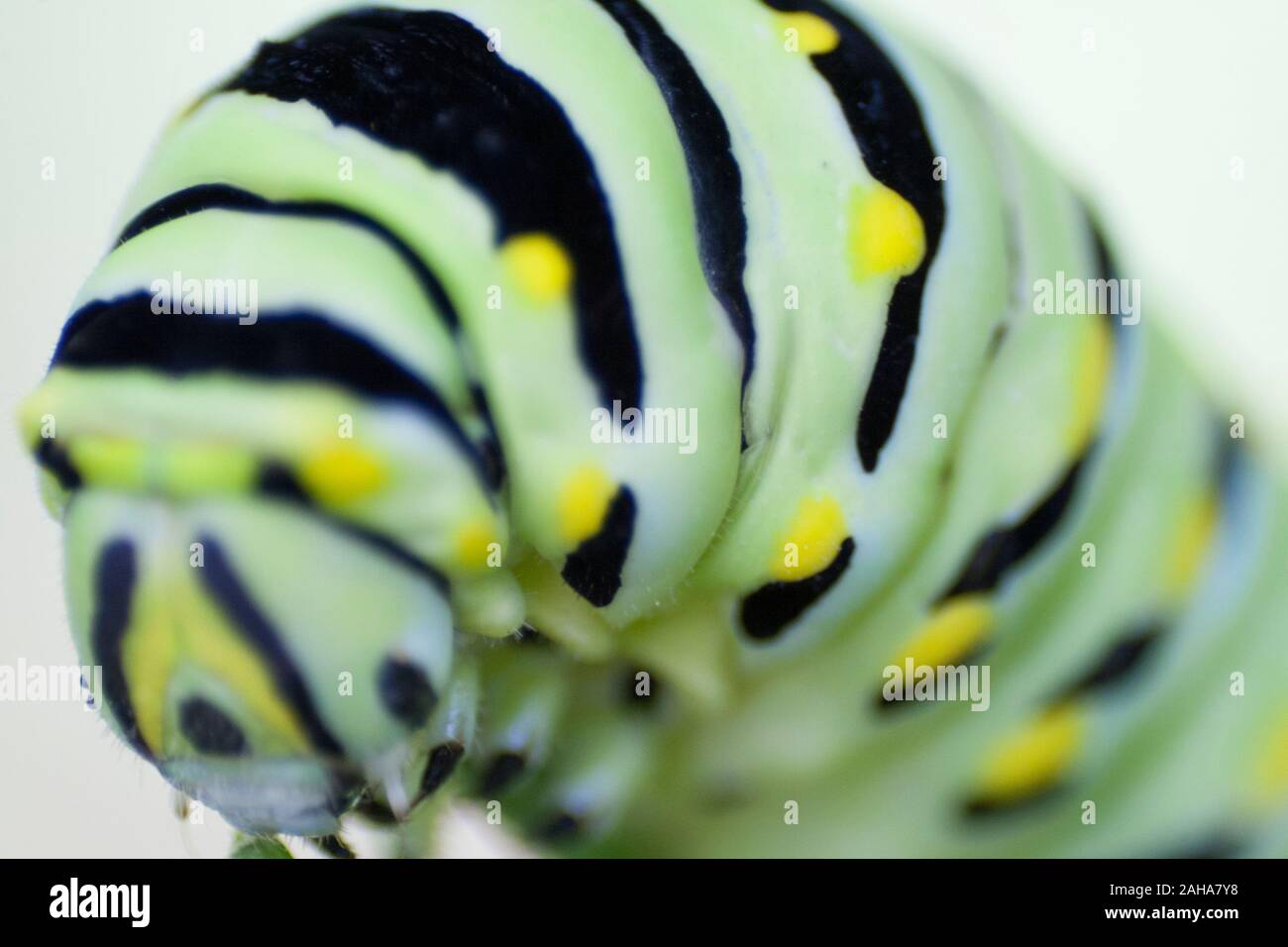 Parsley Caterpillar (Black Swallowtail Butterfly Larva Stock Photo Alamy
