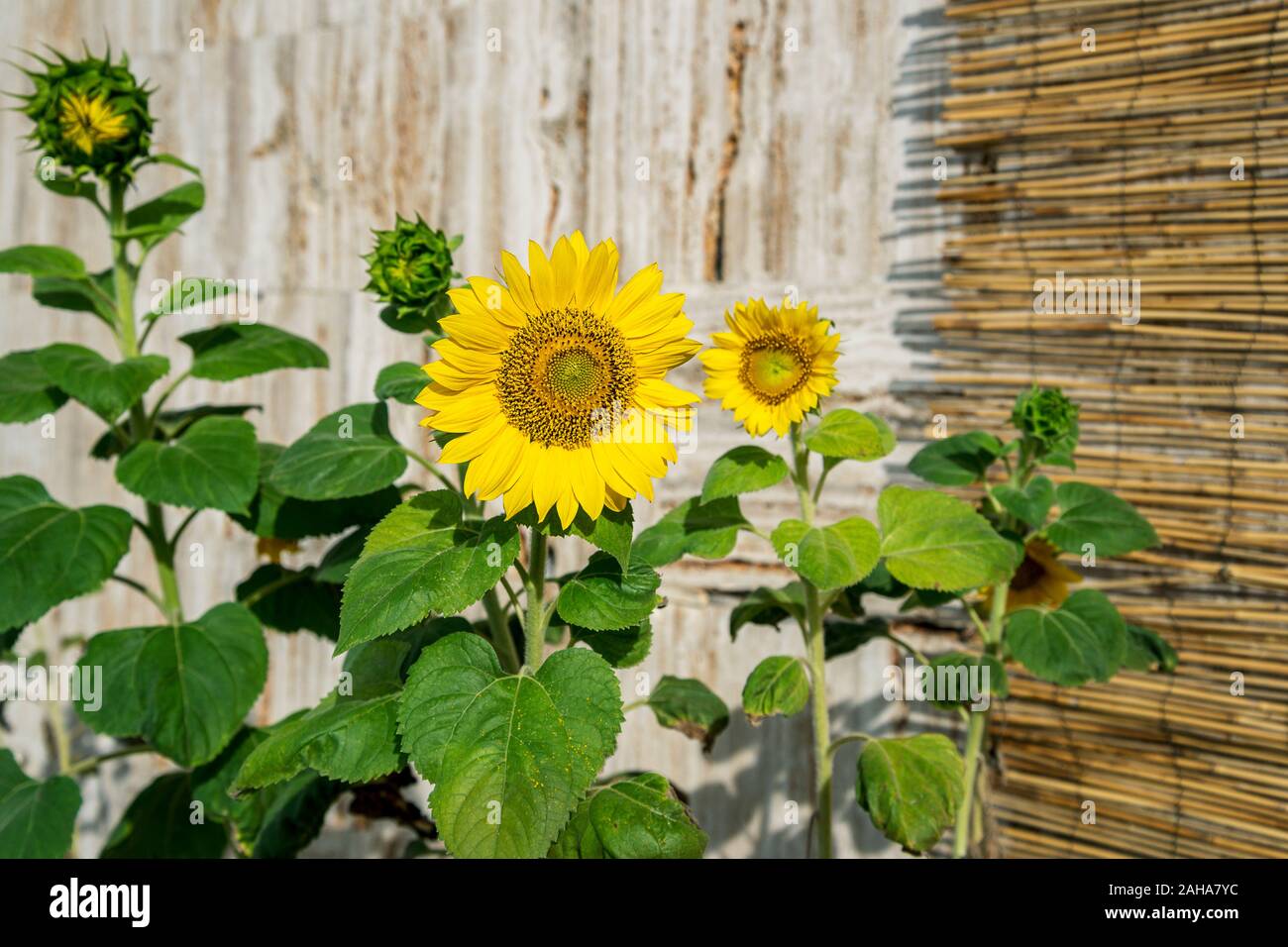 Beautiful sunflowers garden fence hi-res stock photography and images ...