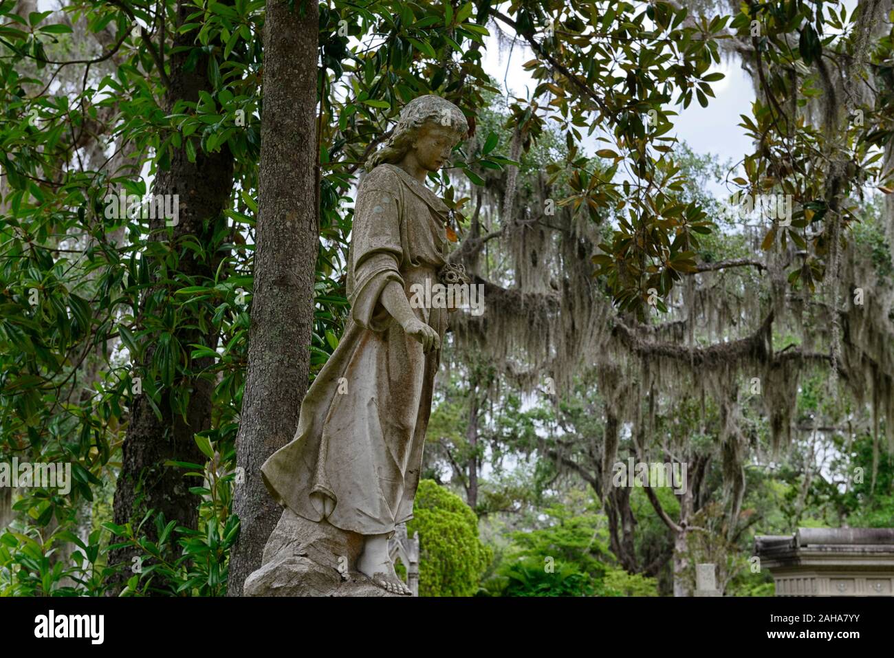 Angel statue,looking down on,Graveyard,graves,grave,tombstone,tombstones,cemeteries,historical site,Live Oaks,Quercus virginiana,Spanish Moss,Tilandsi Stock Photo