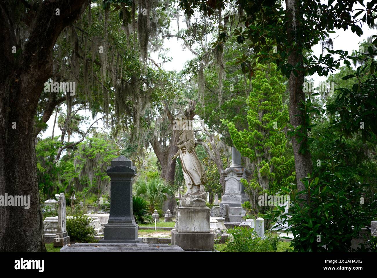 Angel statue,looking down on,Graveyard,graves,grave,tombstone,tombstones,cemeteries,historical site,Live Oaks,Quercus virginiana,Spanish Moss,Tilandsi Stock Photo