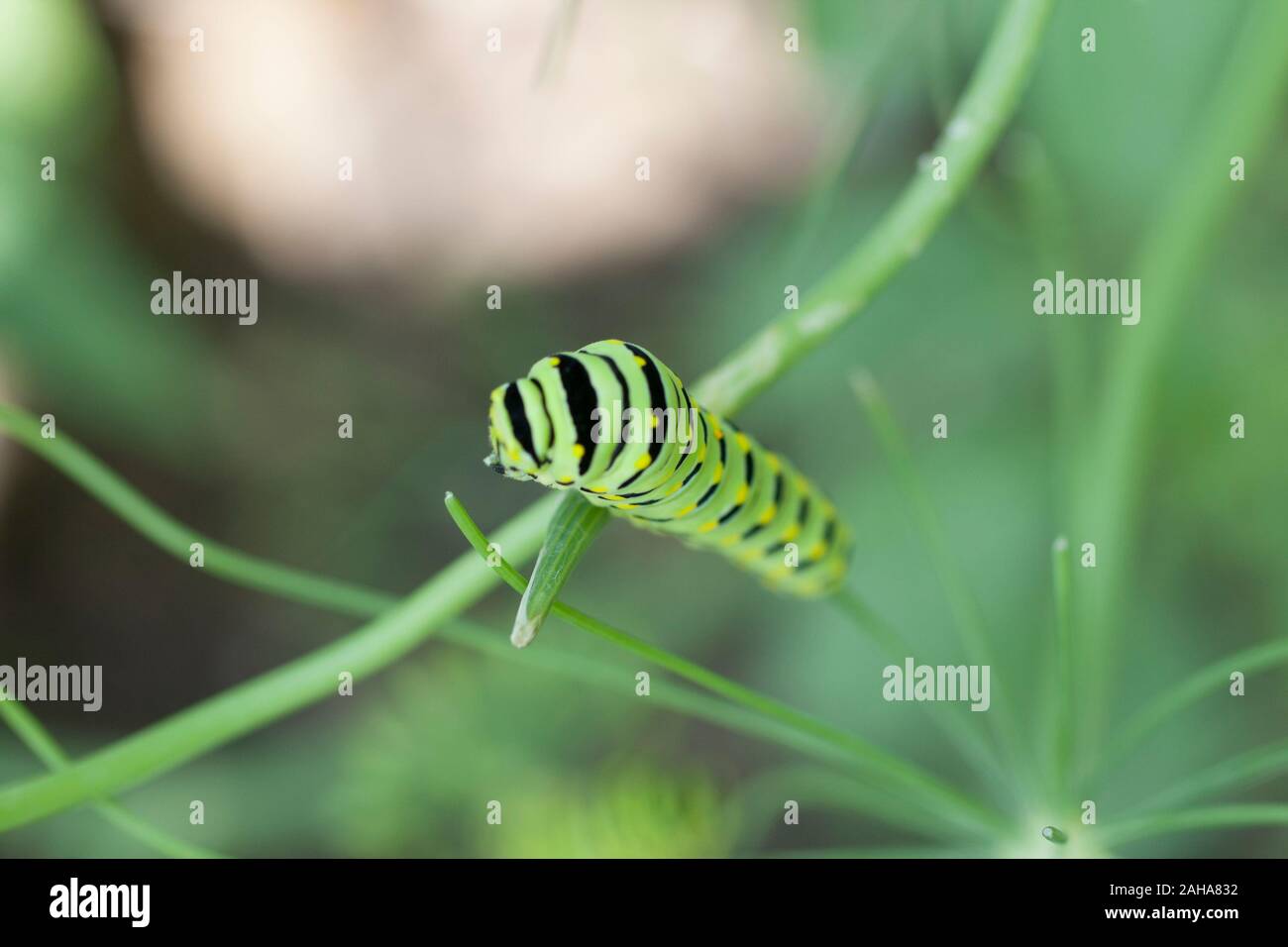 Parsley Caterpillar (Black Swallowtail Butterfly Larva Stock Photo Alamy