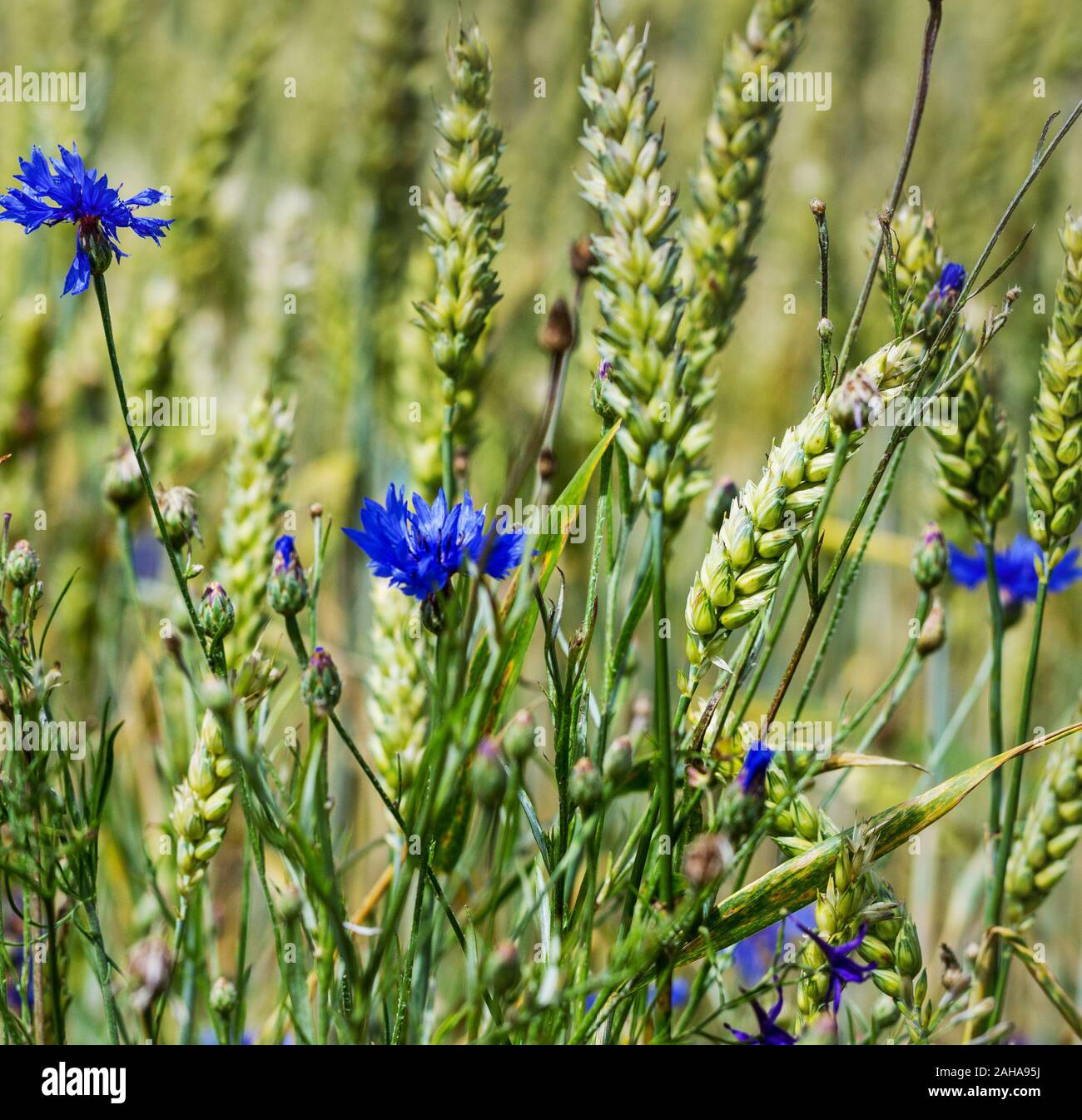 Wheat field weed cornflowers hi-res stock photography and images - Alamy