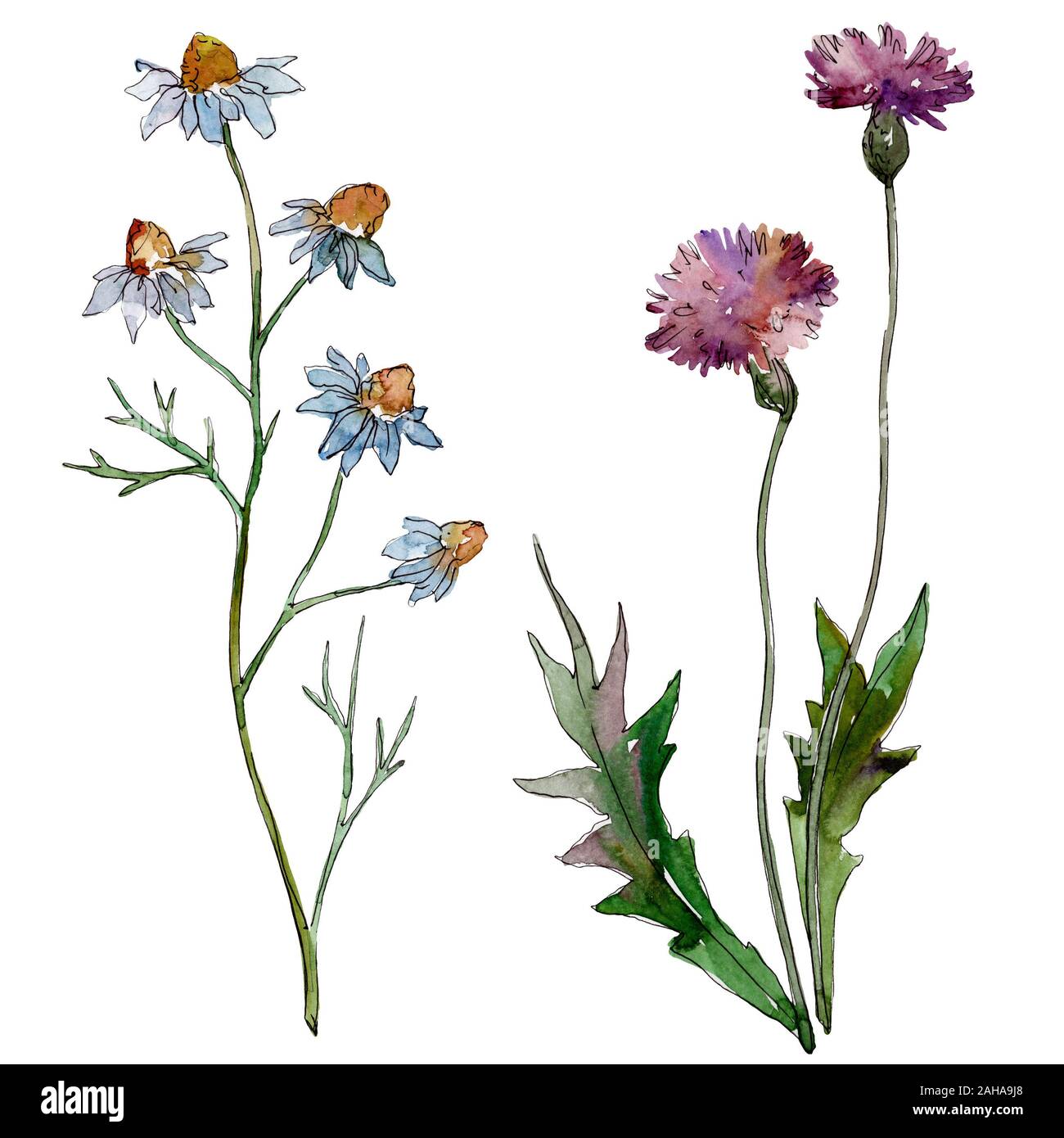 Wildflowers floral botanical flowers. Wild spring leaf wildflower ...
