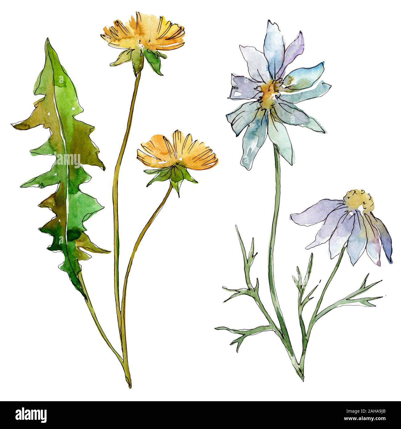 Wildflowers floral botanical flowers. Wild spring leaf wildflower ...