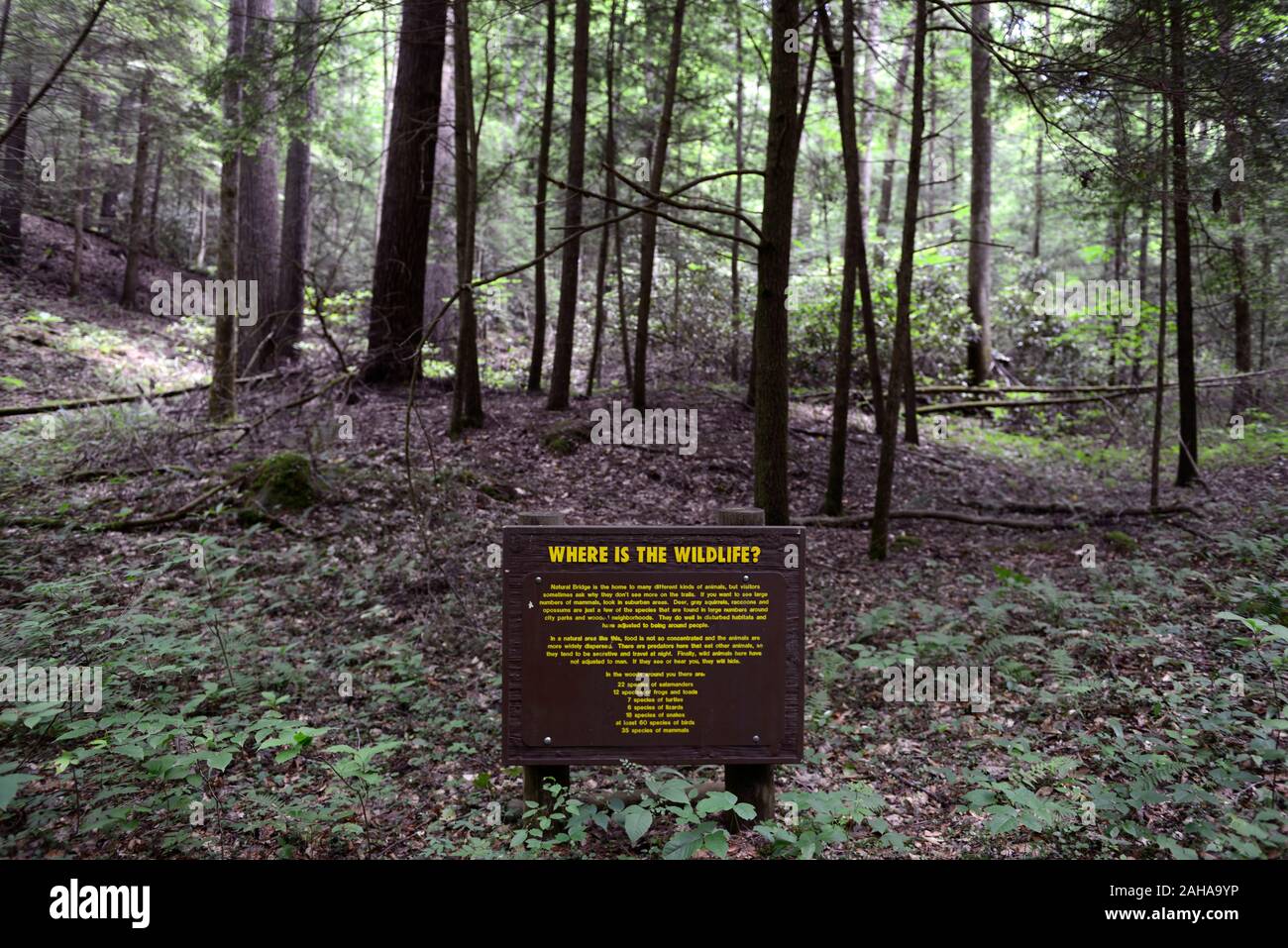 where is the wildlife sign,Natural Bridge State Resort Park,Kentucky,hidden wildlife,can't see the wood for the trees,education,eductaional,RM USA Stock Photo