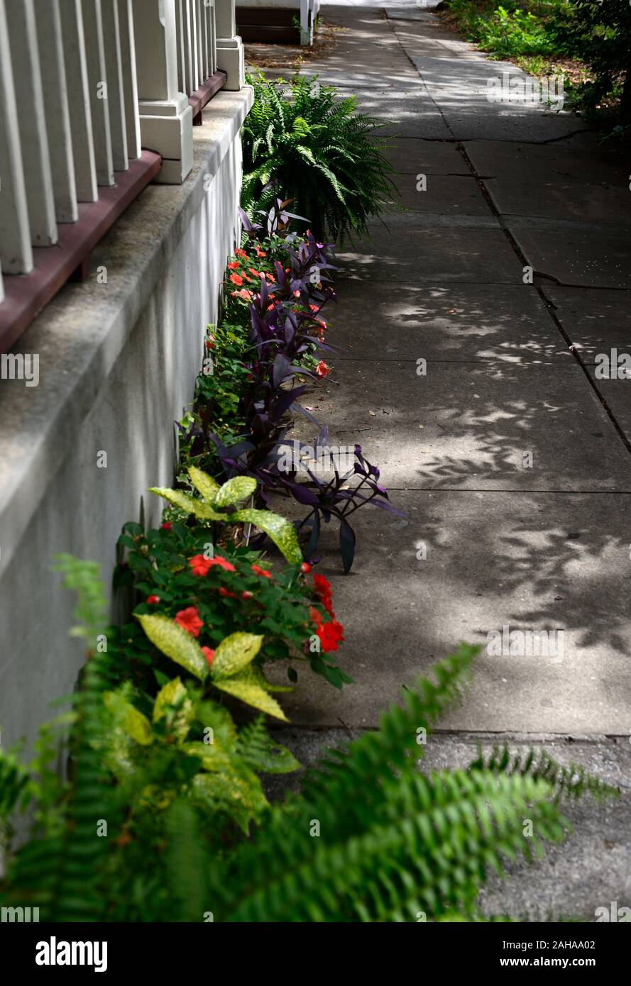 sidewalk flower display,outside house,urban garden,gardening,path,pathway,urban greening,flower,flowers,tropical,buzy lizzies,savannah,georgia, RM USA Stock Photo
