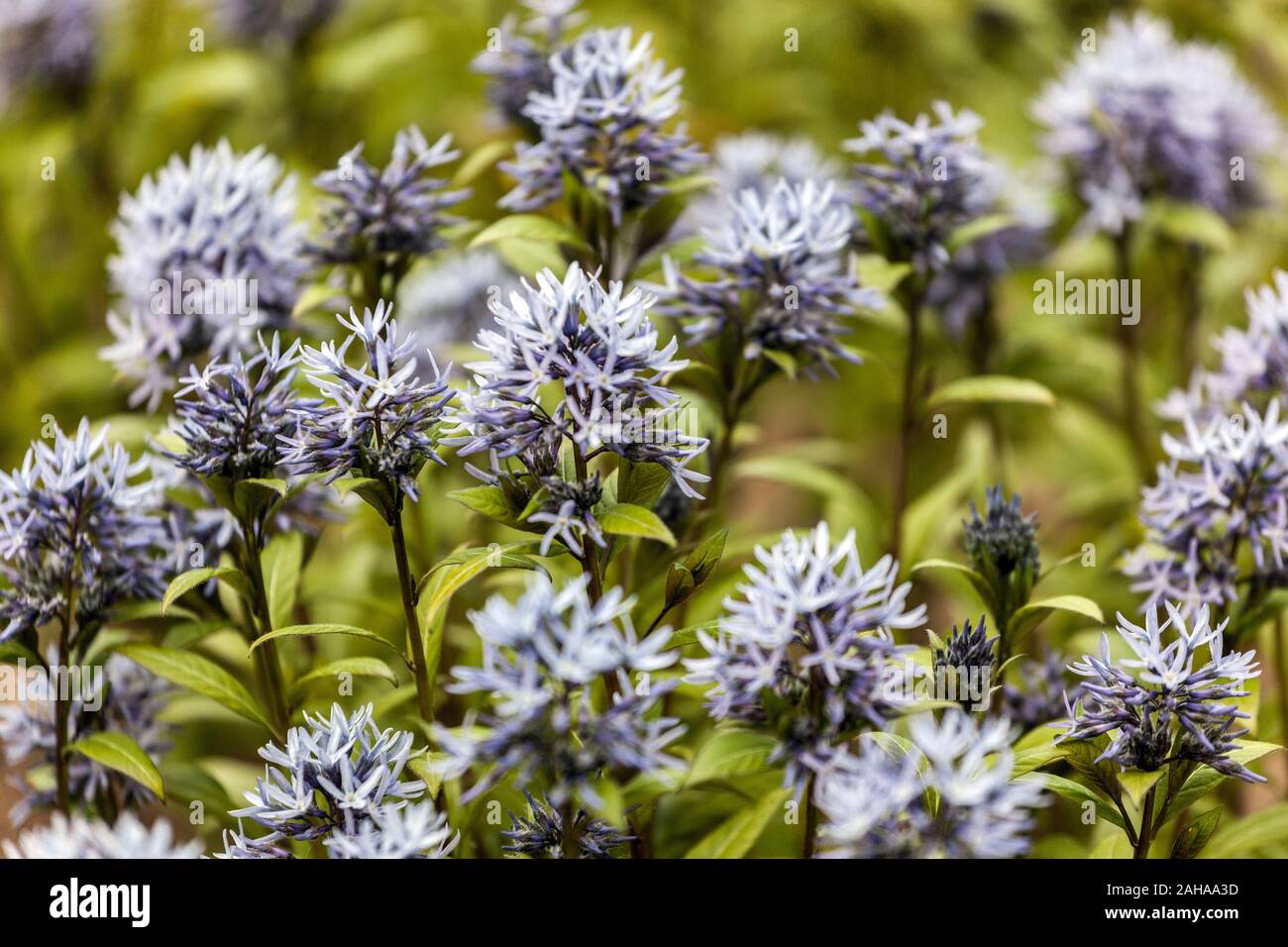 Dwarf Blue Star Amsonia tabernaemontana 'Short Stack' flowers Stock Photo