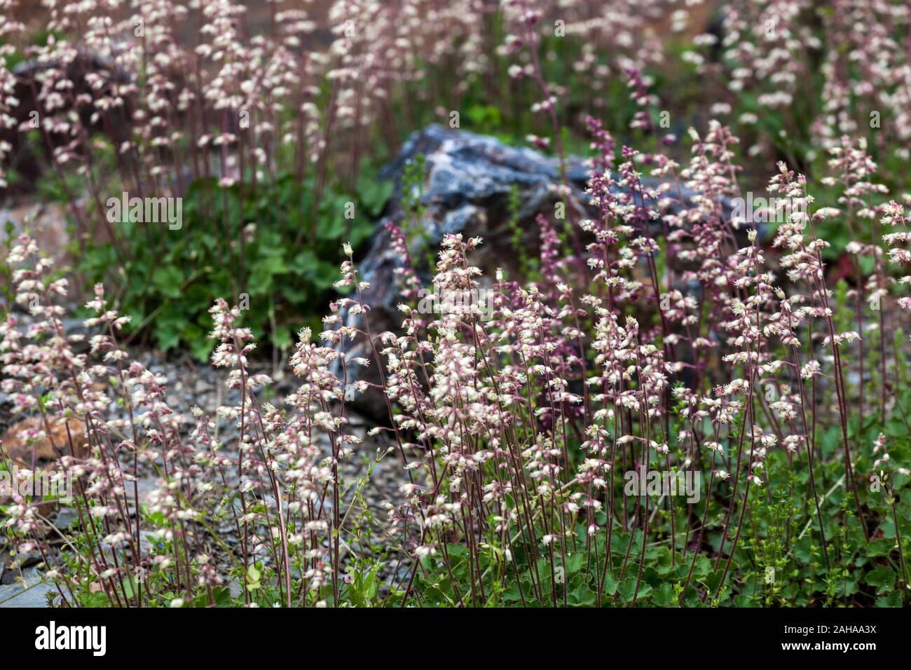 Mill Creek alumroot, Heuchera parishii, Flowers Stock Photo