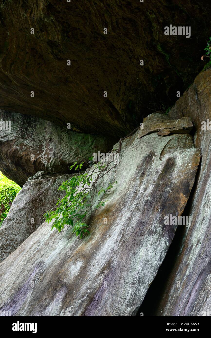 tree gowing from crack in rocks,cling,clinging,exist,subsist,subsistence,on the edge,persist,persistance,grow,growth,growing,RM Floral Stock Photo