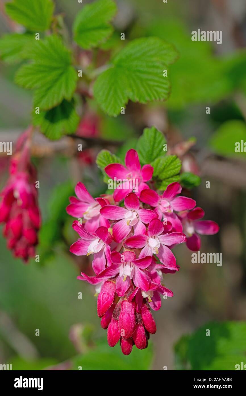 Flowering blood currant, Ribes sanguineum, in spring Stock Photo