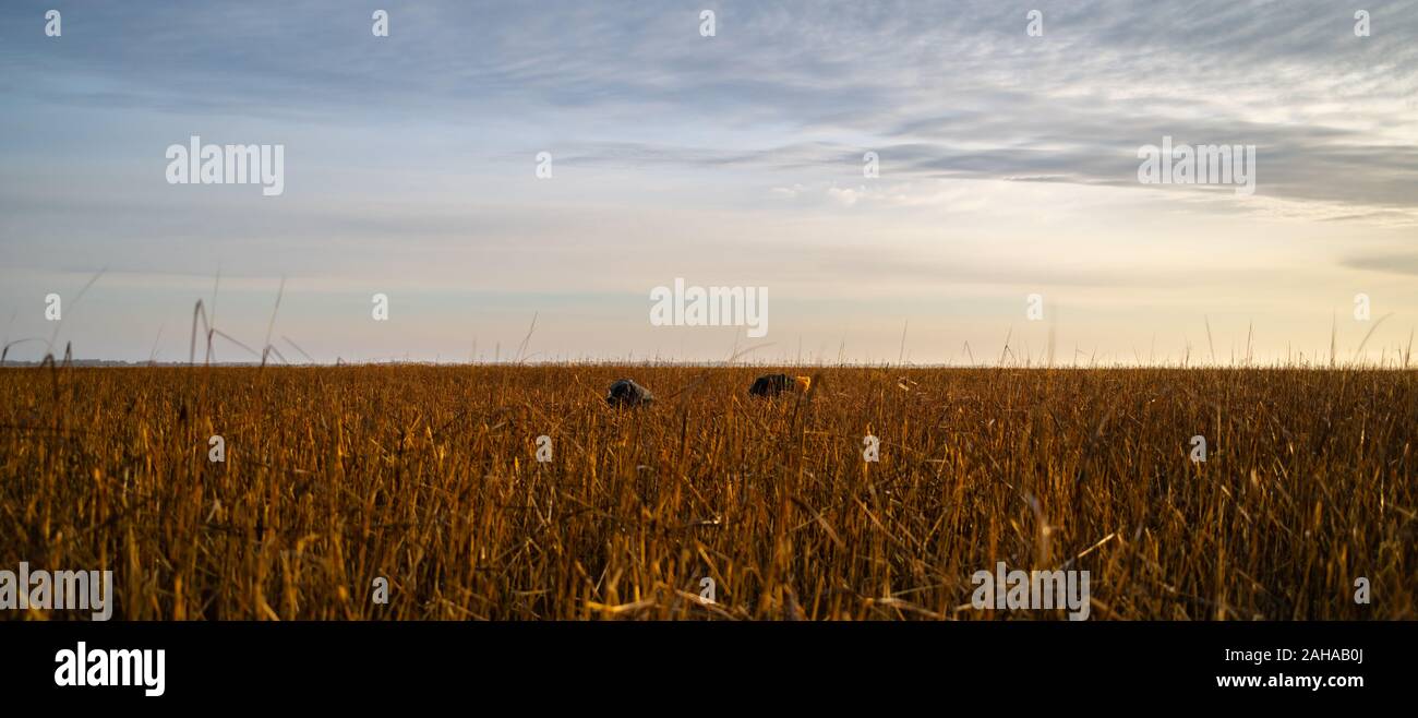 Two men are bent over and nearly covered by the tall grass. Stock Photo