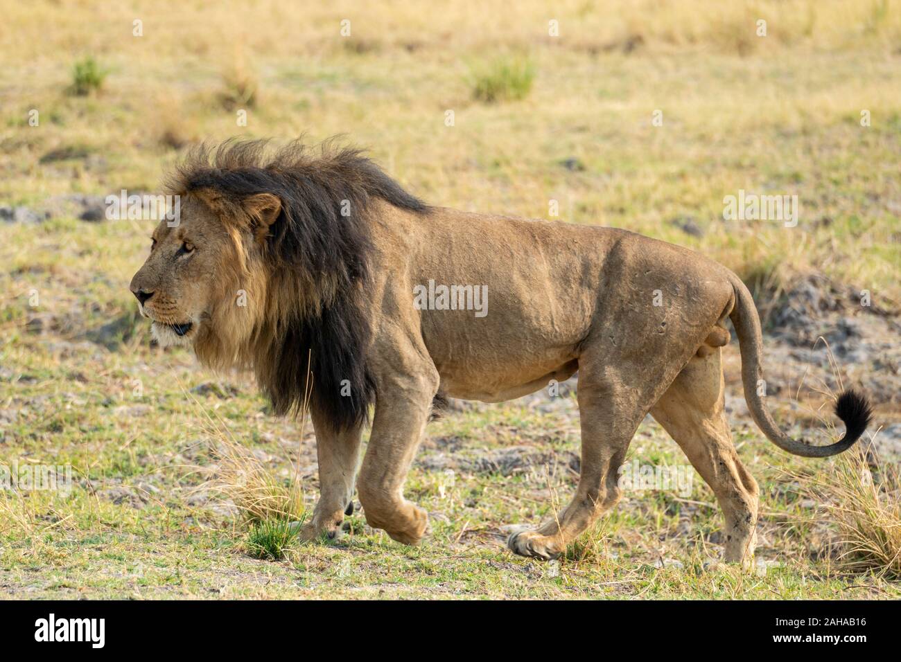 Adult male lion hi-res stock photography and images - Alamy