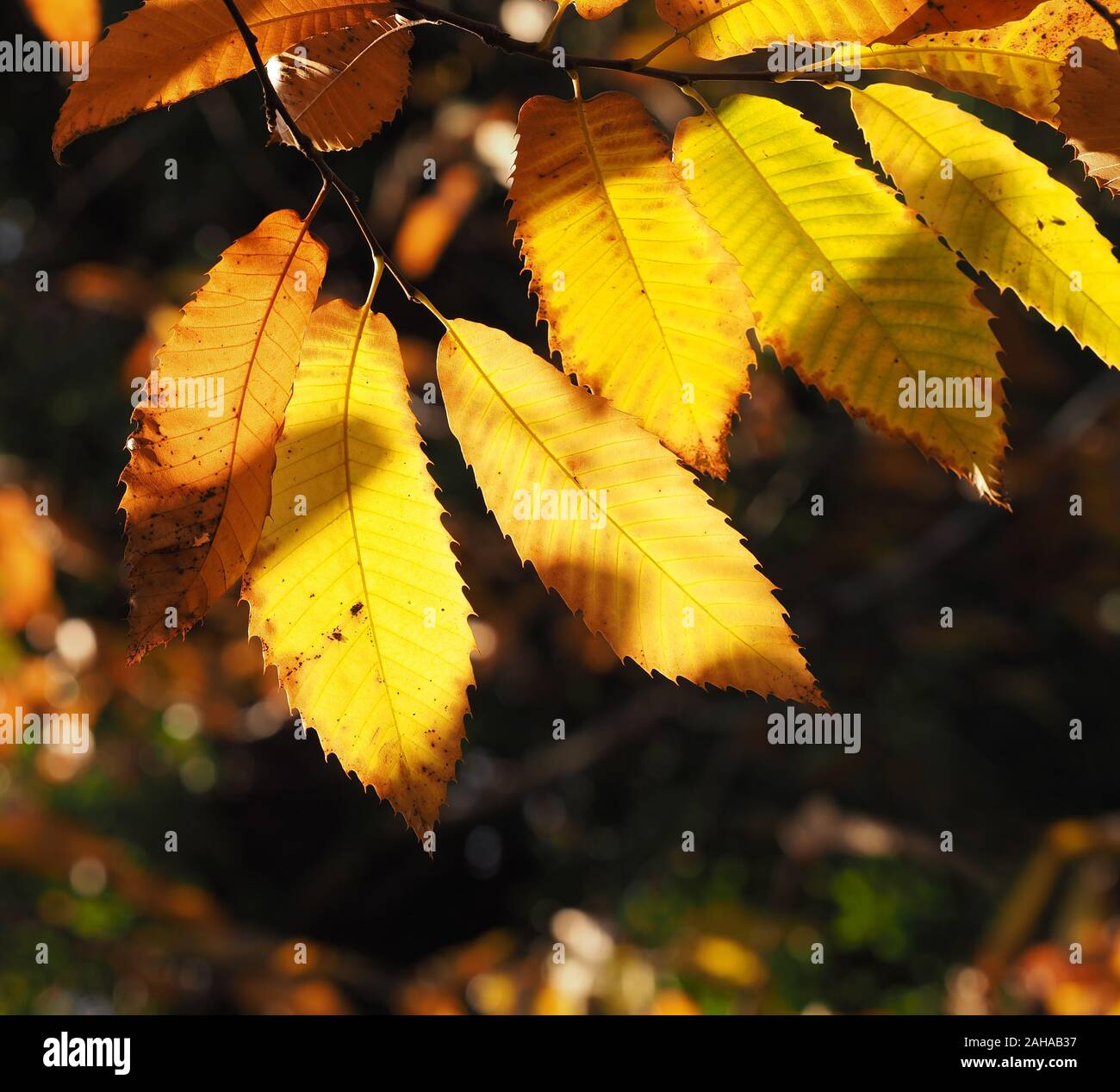 Sweet Chestnut leaves (Castanea sativa) showing golden autumn colours. Tipperary, Ireland Stock Photo