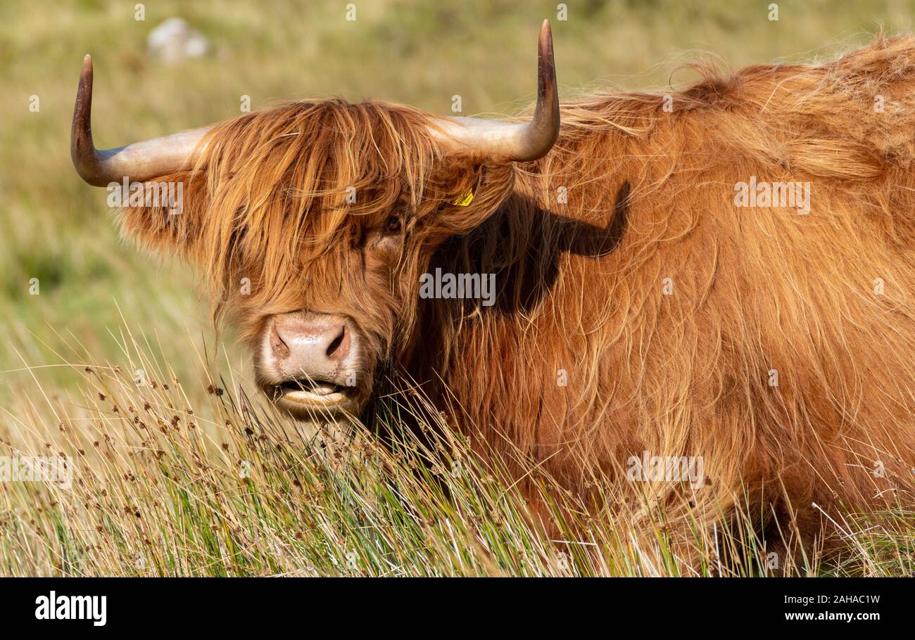 Highland Cattle, Isle of Skye, Scotland Stock Photo