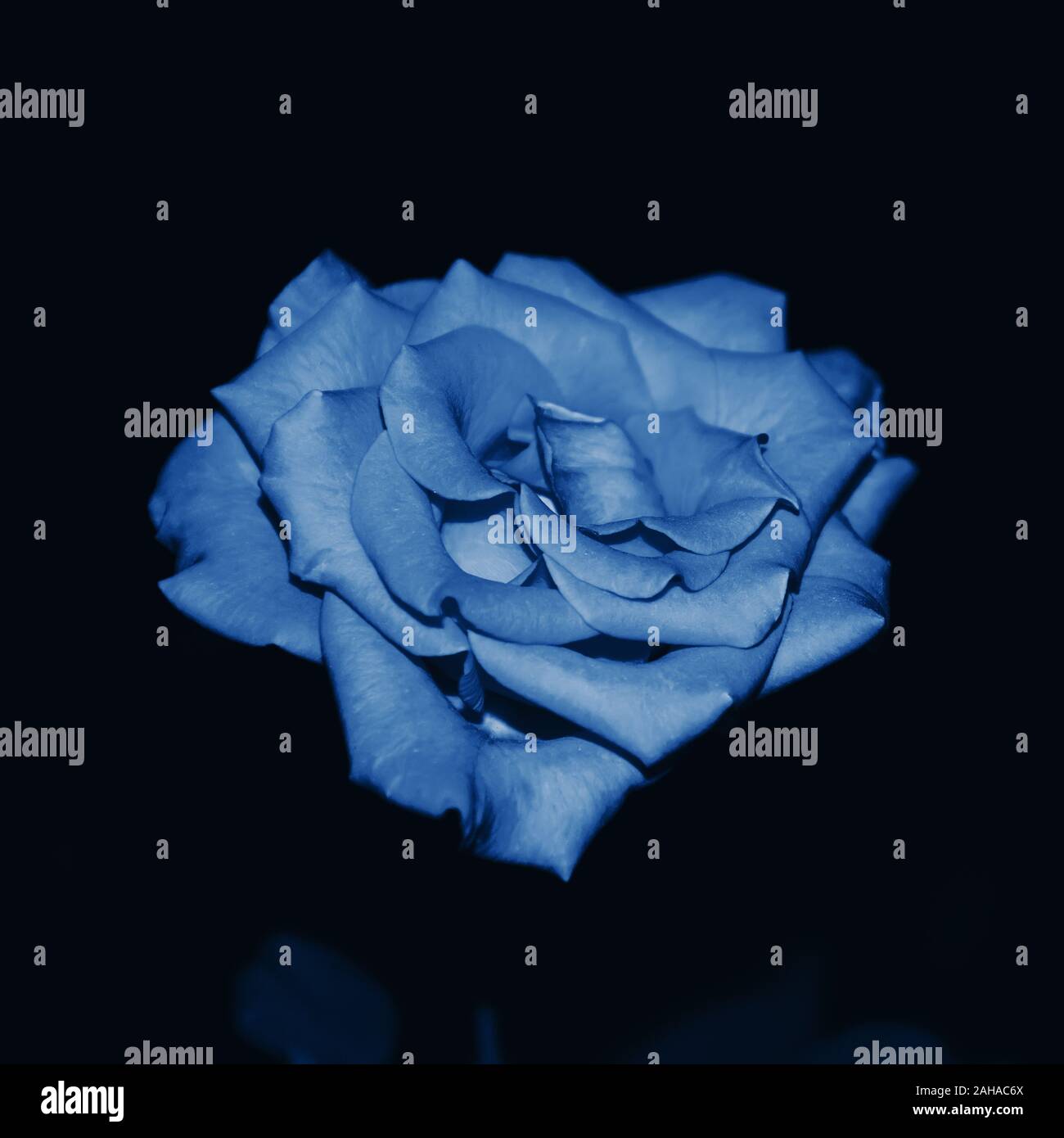 Blue rose flower close up. Blooming rose head on black background toned in trendy classic blue - color of the year 2020 concept. Elegant floral backgr Stock Photo