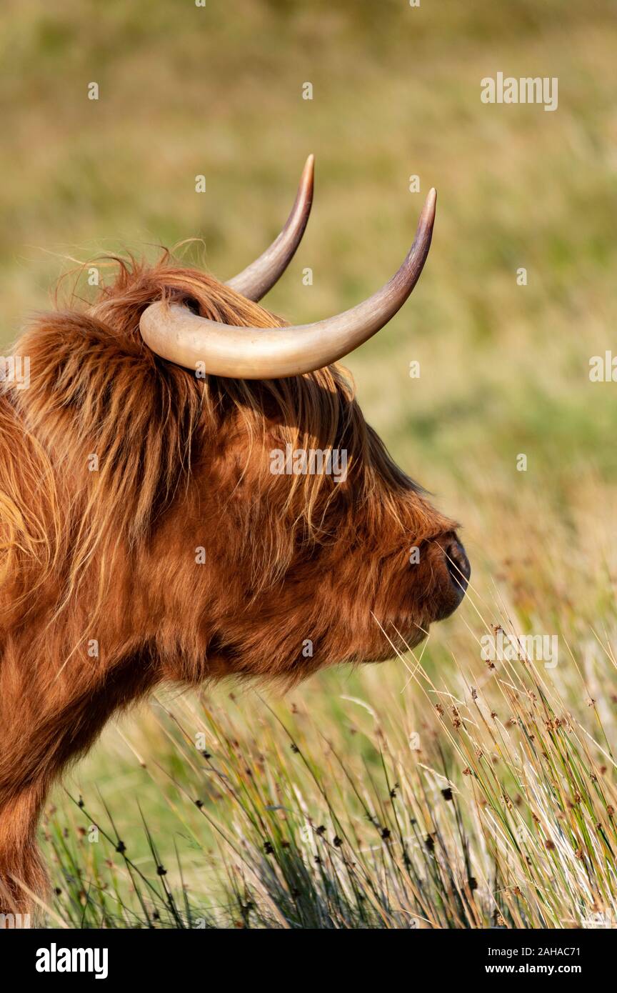 Highland Cattle, Isle of Skye, Scotland Stock Photo