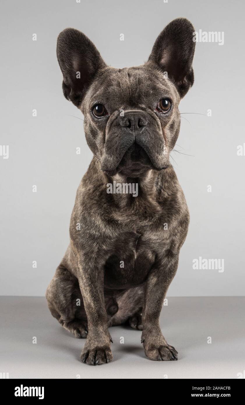 Male French Bulldog, UK Stock Photo Alamy