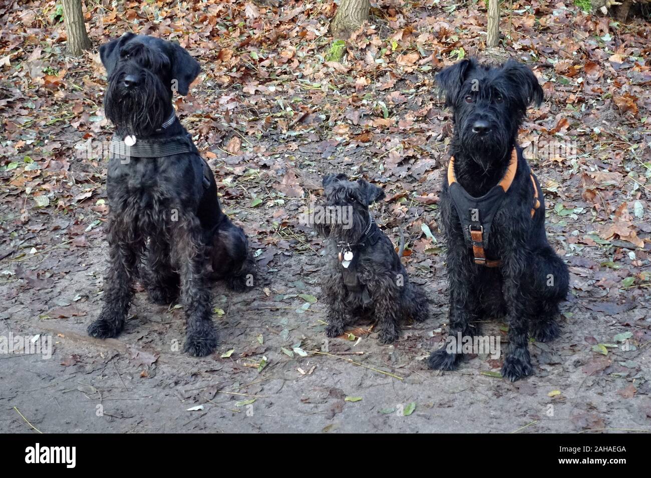 Giant schnauzer and miniature schnauzer 2025