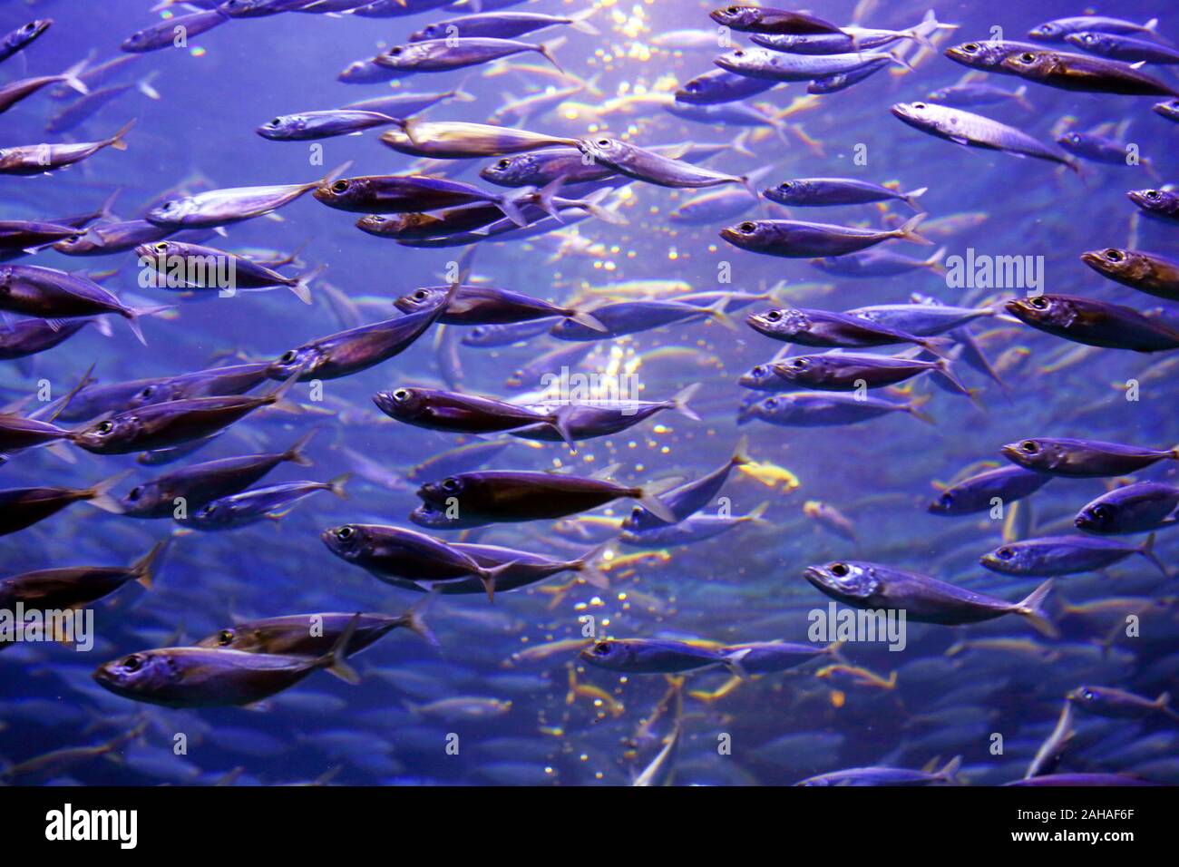 30.03.2018, Dubai, Dubai, United Arab Emirates - Swarm of sardines. 00S180330D178CAROEX.JPG [MODEL RELEASE: NOT APPLICABLE, PROPERTY RELEASE: NO (c) c Stock Photo