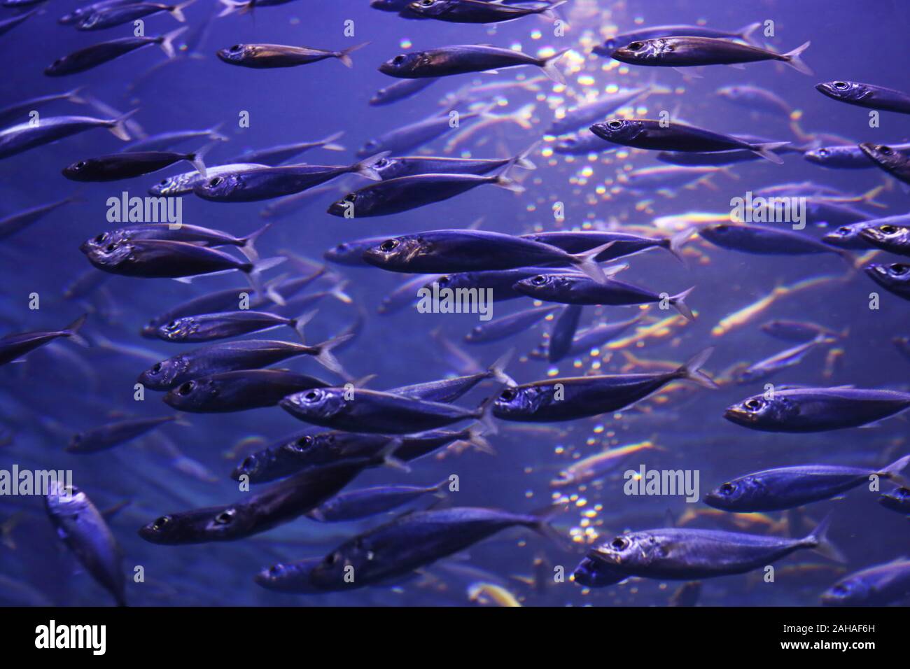 30.03.2018, Dubai, Dubai, United Arab Emirates - Swarm of sardines. 00S180330D180CAROEX.JPG [MODEL RELEASE: NOT APPLICABLE, PROPERTY RELEASE: NO (c) c Stock Photo