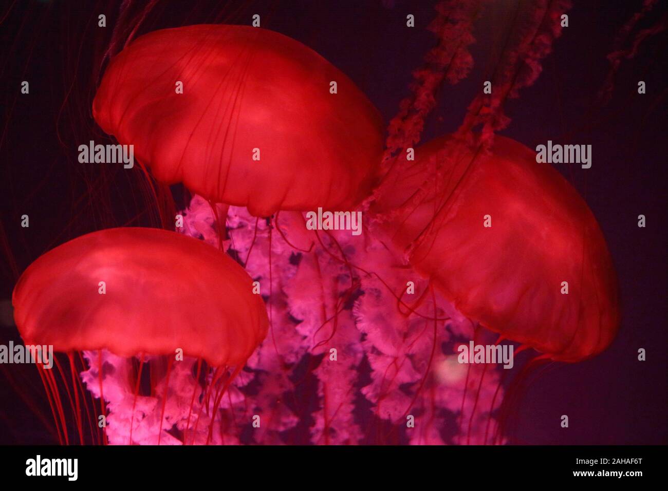 30.03.2018, Dubai, Dubai, United Arab Emirates - Fire jellyfish. 00S180330D185CAROEX.JPG [MODEL RELEASE: NOT APPLICABLE, PROPERTY RELEASE: NO (c) caro Stock Photo