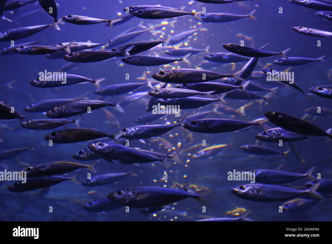 30.03.2018, Dubai, Dubai, United Arab Emirates - Swarm of sardines. 00S180330D179CAROEX.JPG [MODEL RELEASE: NOT APPLICABLE, PROPERTY RELEASE: NO (c) c Stock Photo