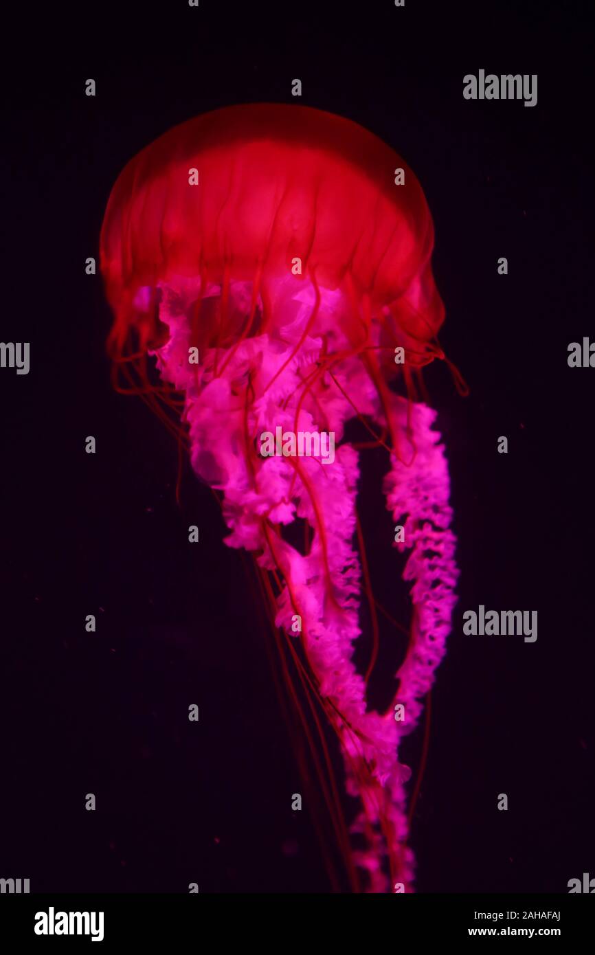 30.03.2018, Dubai, Dubai, United Arab Emirates - Fire jellyfish. 00S180330D424CAROEX.JPG [MODEL RELEASE: NOT APPLICABLE, PROPERTY RELEASE: NO (c) caro Stock Photo