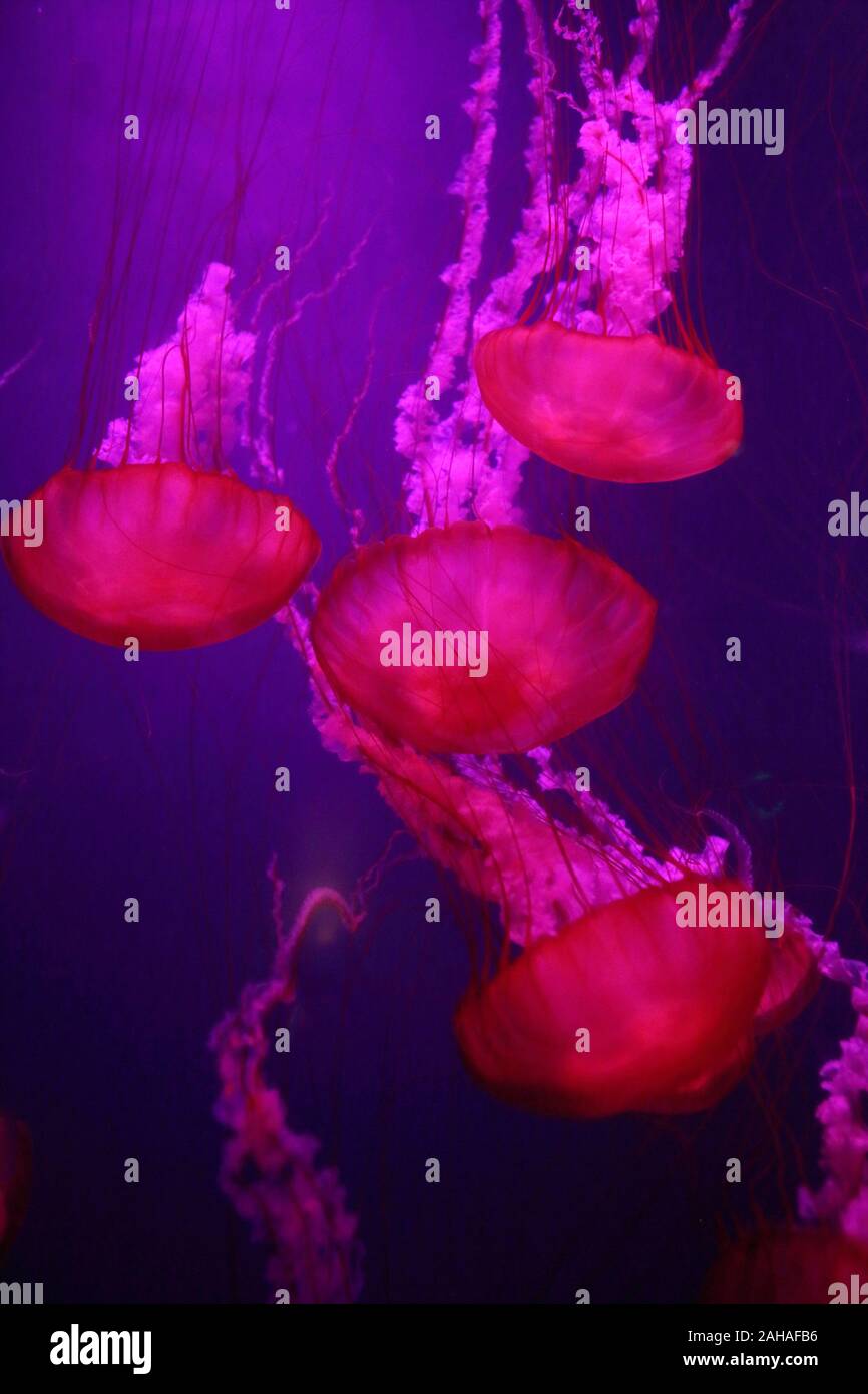 30.03.2018, Dubai, Dubai, United Arab Emirates - Fire jellyfish. 00S180330D427CAROEX.JPG [MODEL RELEASE: NOT APPLICABLE, PROPERTY RELEASE: NO (c) caro Stock Photo