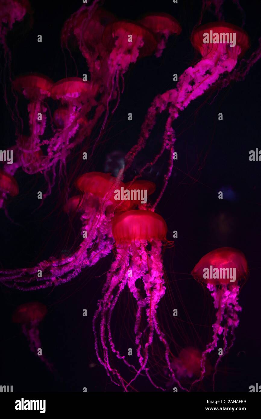 30.03.2018, Dubai, Dubai, United Arab Emirates - Fire jellyfish. 00S180330D425CAROEX.JPG [MODEL RELEASE: NOT APPLICABLE, PROPERTY RELEASE: NO (c) caro Stock Photo