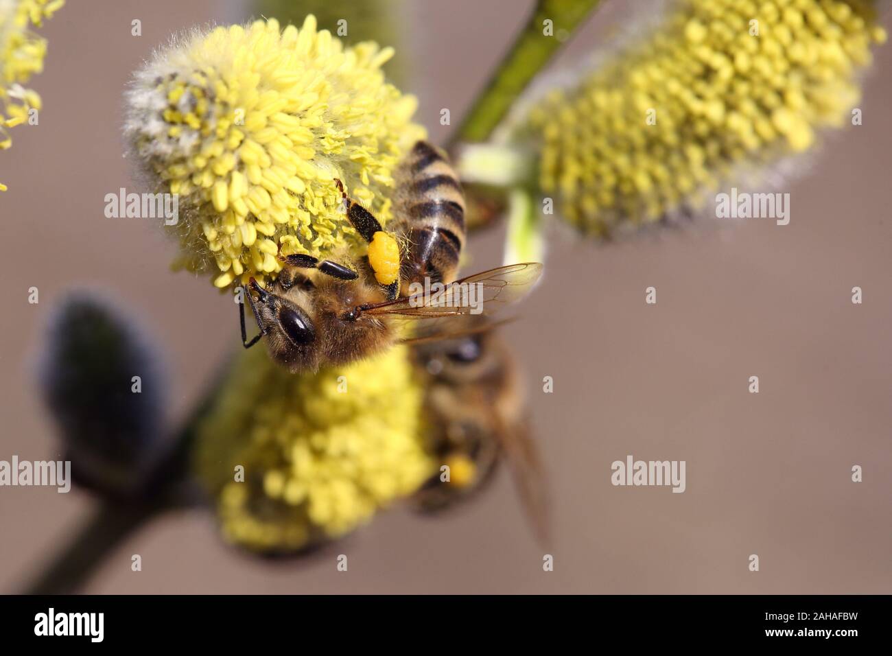 08.04.2018, Briescht, Brandenburg, Germany - European honeybees collect pollen from flowering willow catkins on the willow. 00S180408D207CAROEX.JPG [M Stock Photo