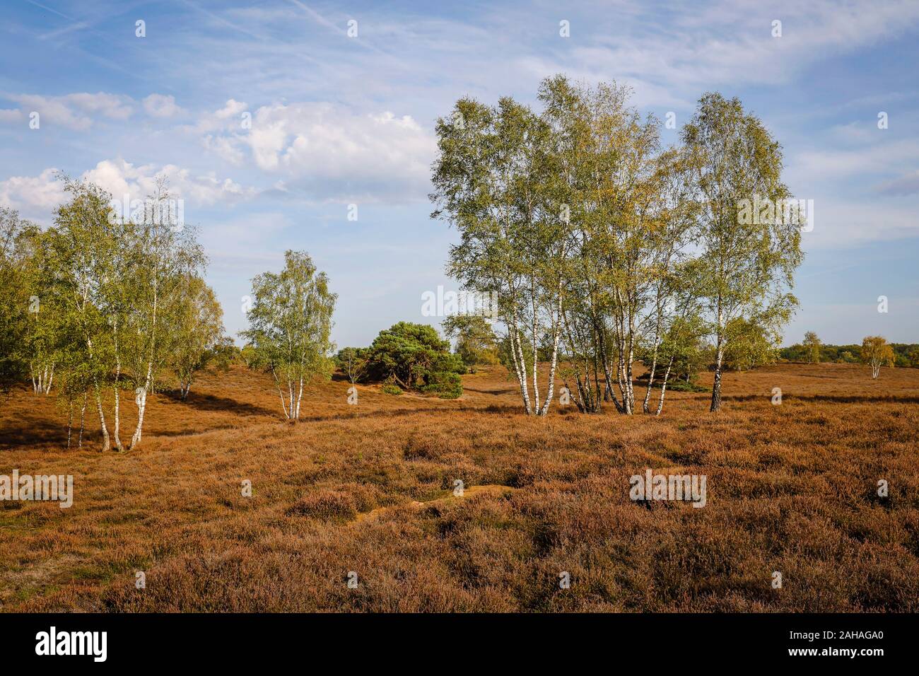 14.10.2019, Haltern am See, North Rhine-Westphalia, Germany - Westruper Heide, the largest dwarf shrub heath area in Westphalia. 00X191014D018CAROEX.J Stock Photo