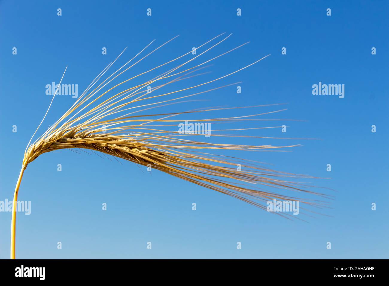 Ein Getreidefeld mit Gerste wartet auf die Ernte. Symbolfoto für Landwirtschaft und gesunde Ernährung, einzelne Ähre, blauer Himmel, Stock Photo