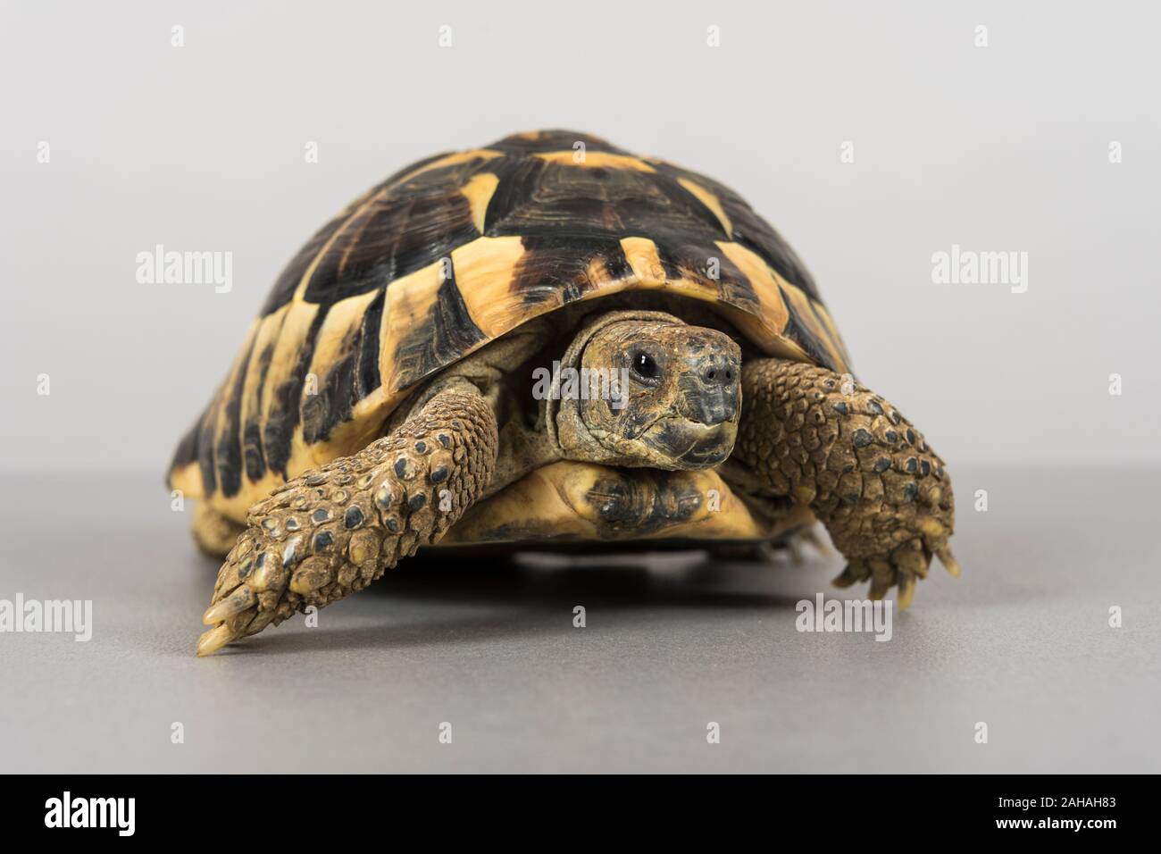 Tortoise, UK. Stock Photo