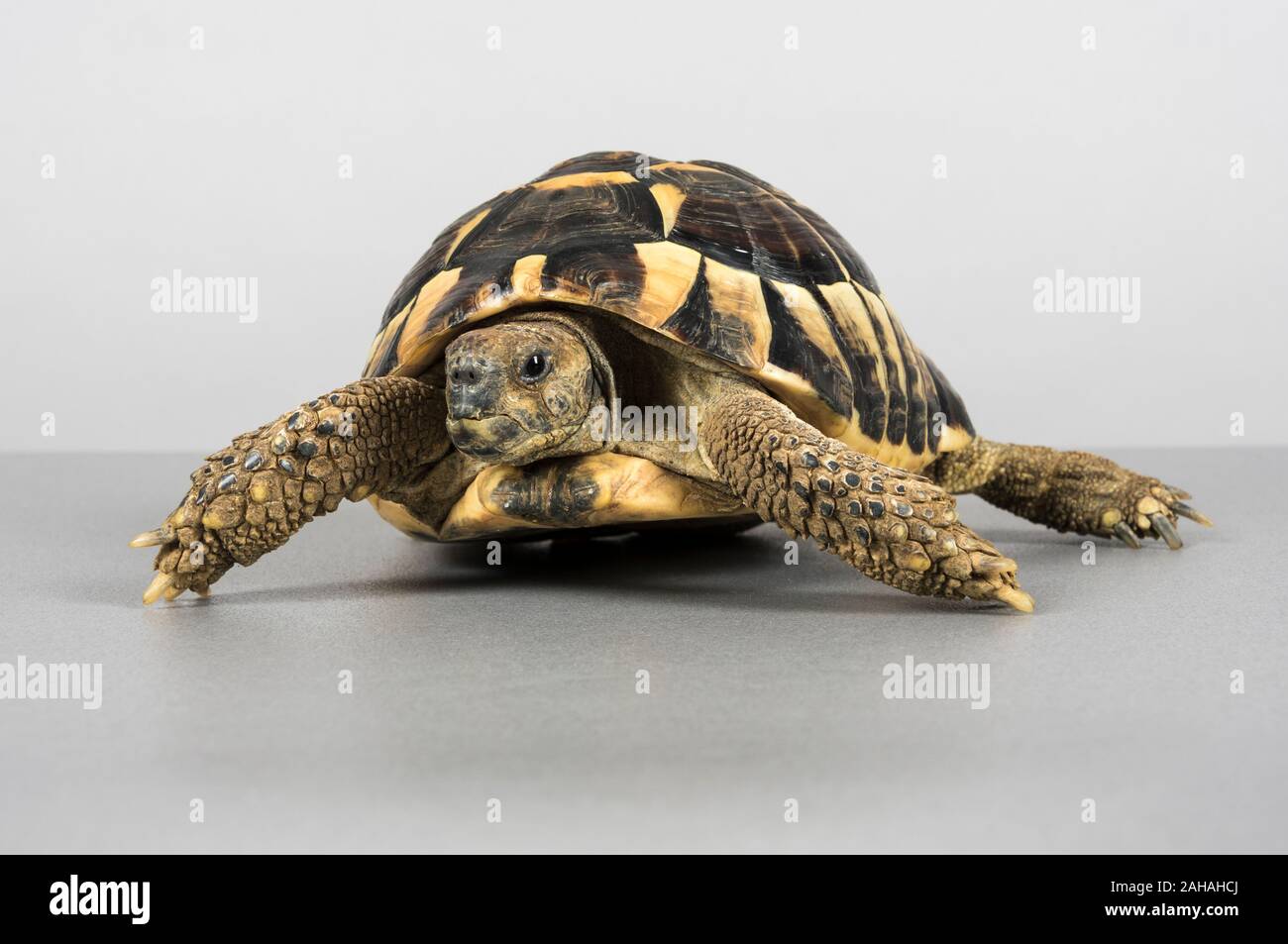 Tortoise, UK. Stock Photo