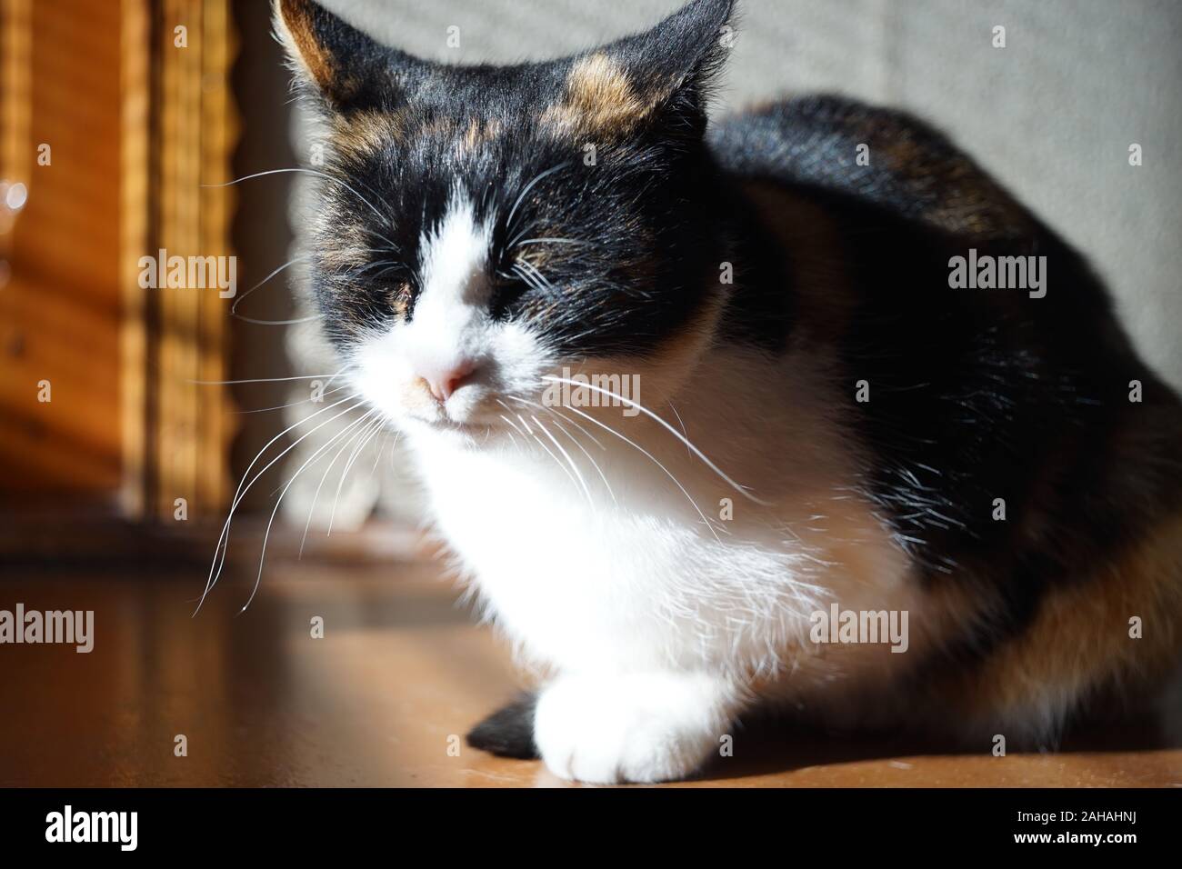 Portrait pretty tricolor kitty hi-res stock photography and images - Alamy