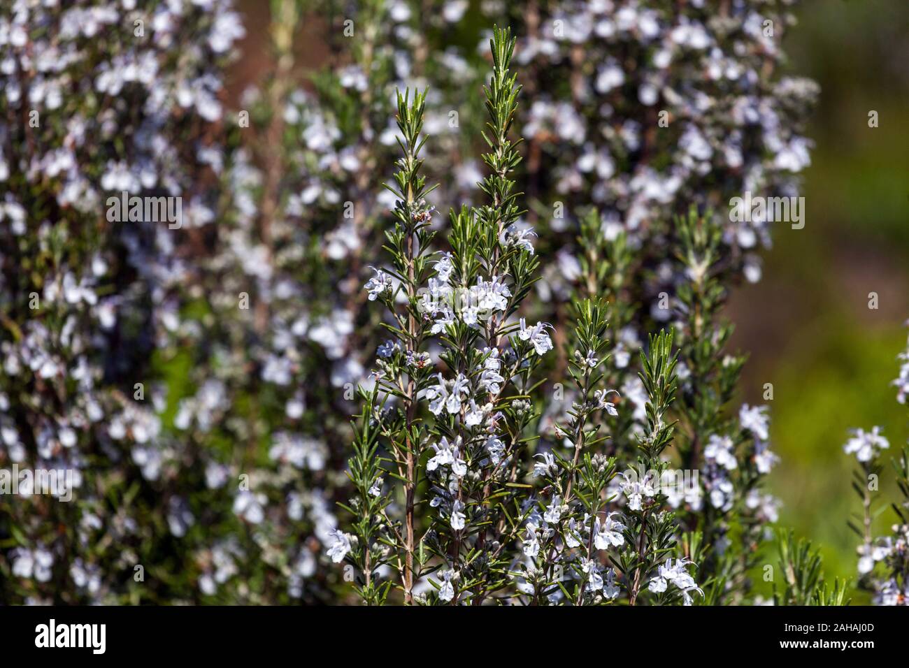 Rosemary  'Sissinghurst Blue' Salvia rosmarinus Stock Photo