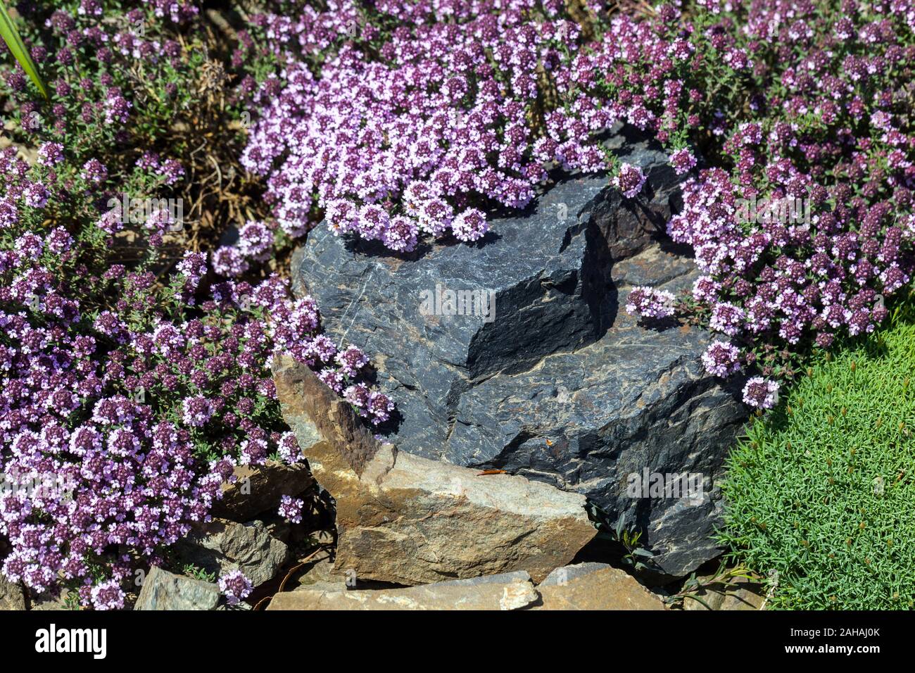 Turkish Thyme plant Thymus leucotrichus alpine plants rockery stone Stock Photo