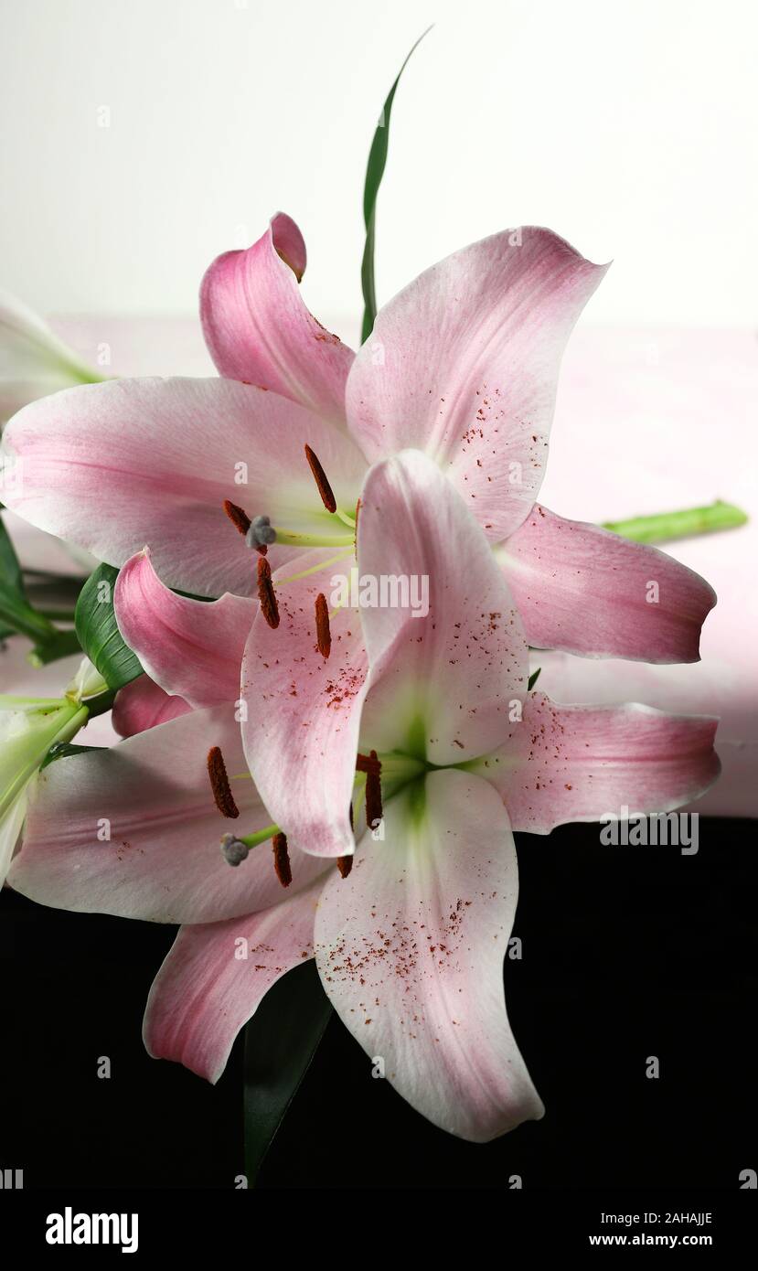 Closeup of pink lilies flowers isolated on a white background Stock ...