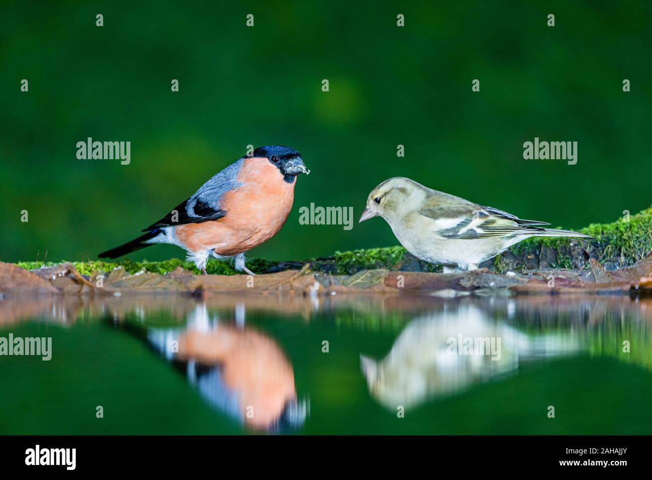 A male bullfinch and female chaffinch foraging in winter in mid Wales Stock Photo