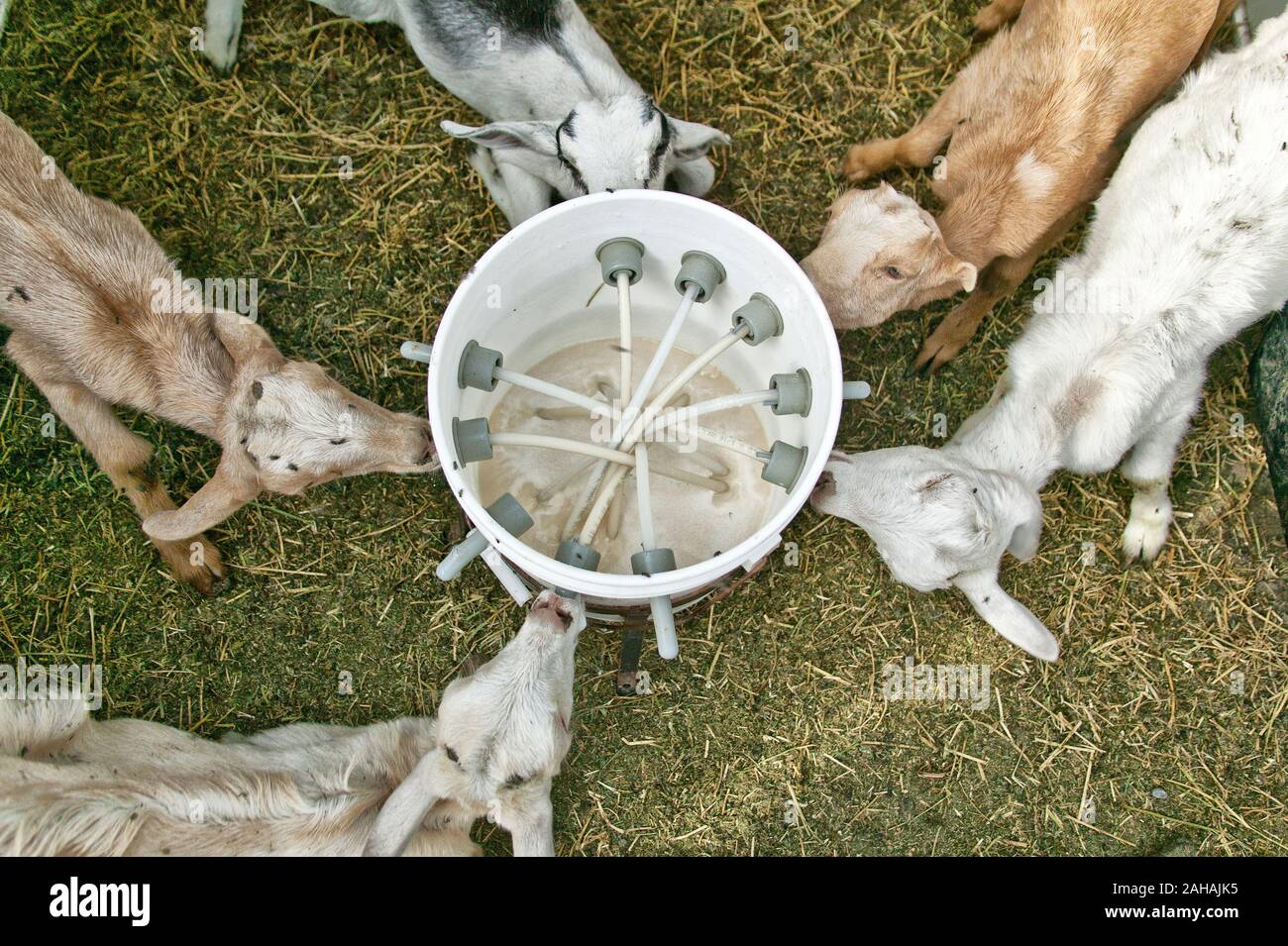 Kids, young goats feeding bucket, dairy goat farm Stock Photo Alamy