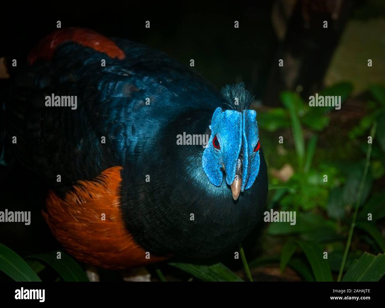 Bulwer's pheasant with blue wattles Stock Photo