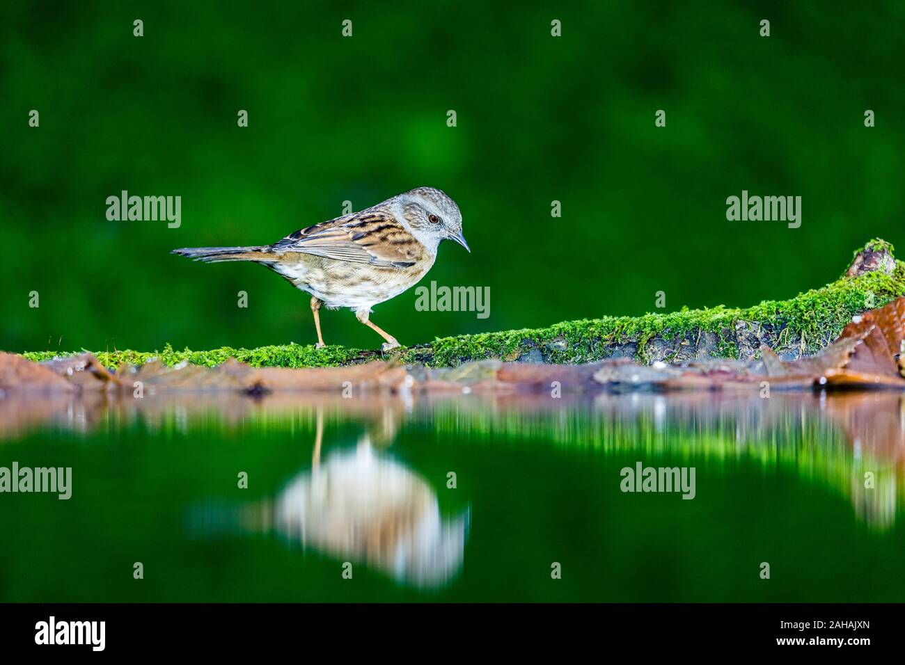 A dunnock foraging in winter in mid Wales Stock Photo