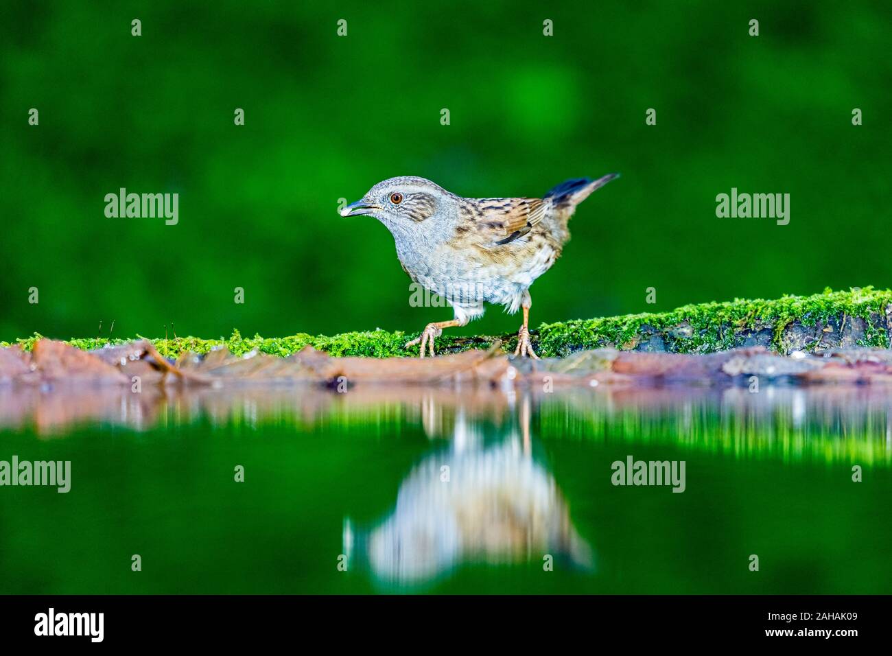 A dunnock foraging in winter in mid Wales Stock Photo