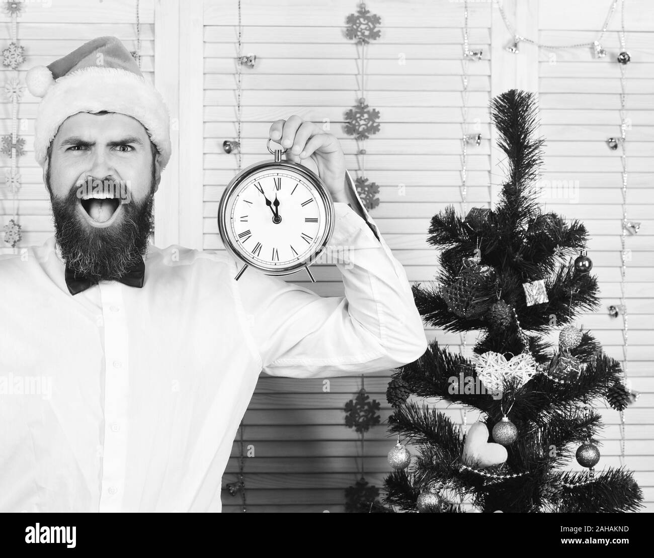 Guy near Christmas tree on wooden wall background. Man with beard holds alarm clock showing almost midnight. Santa Claus in hat with happy face in festive room. Celebration and New Year time concept Stock Photo