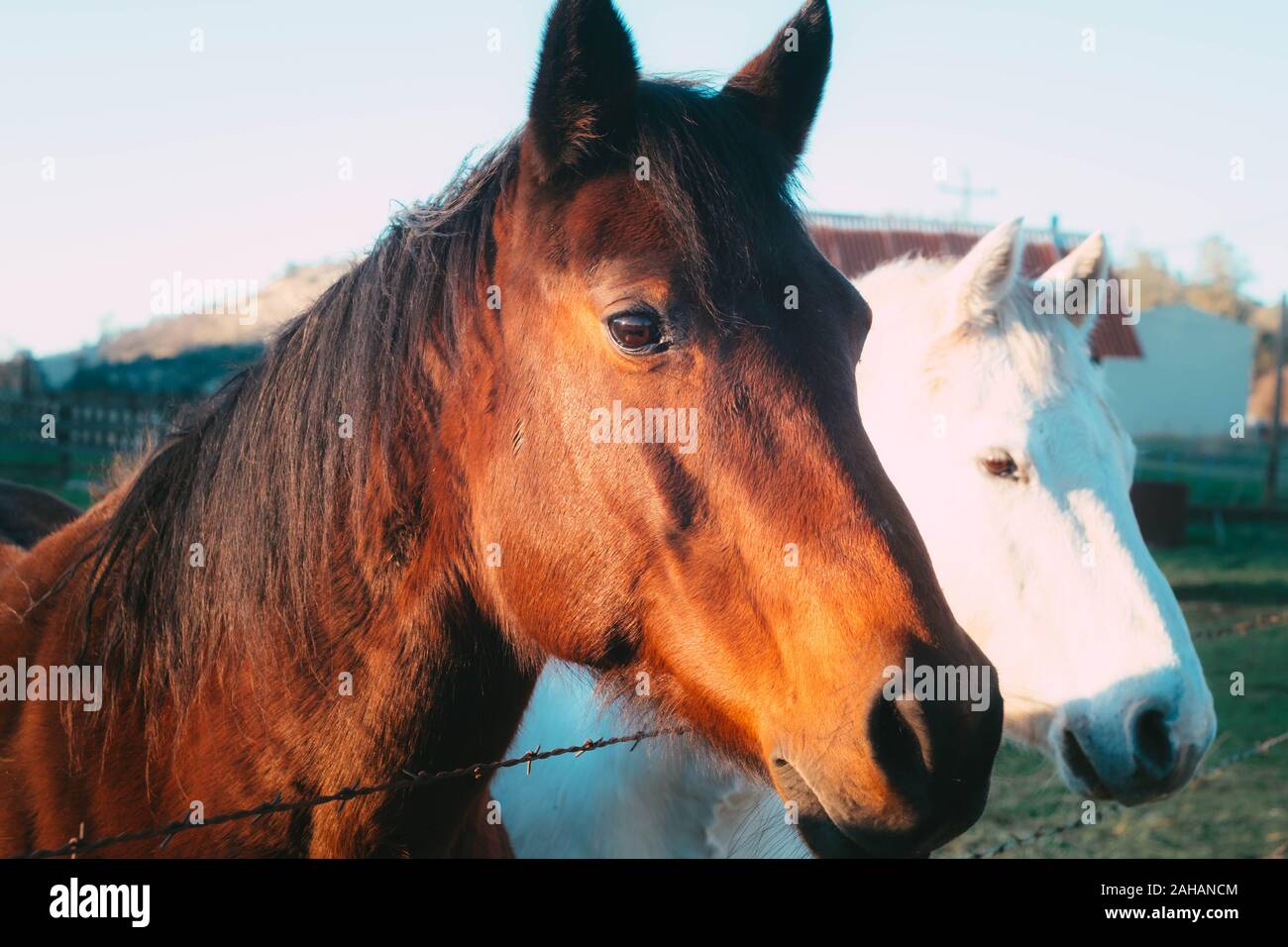 Two horses that are companions Stock Photo