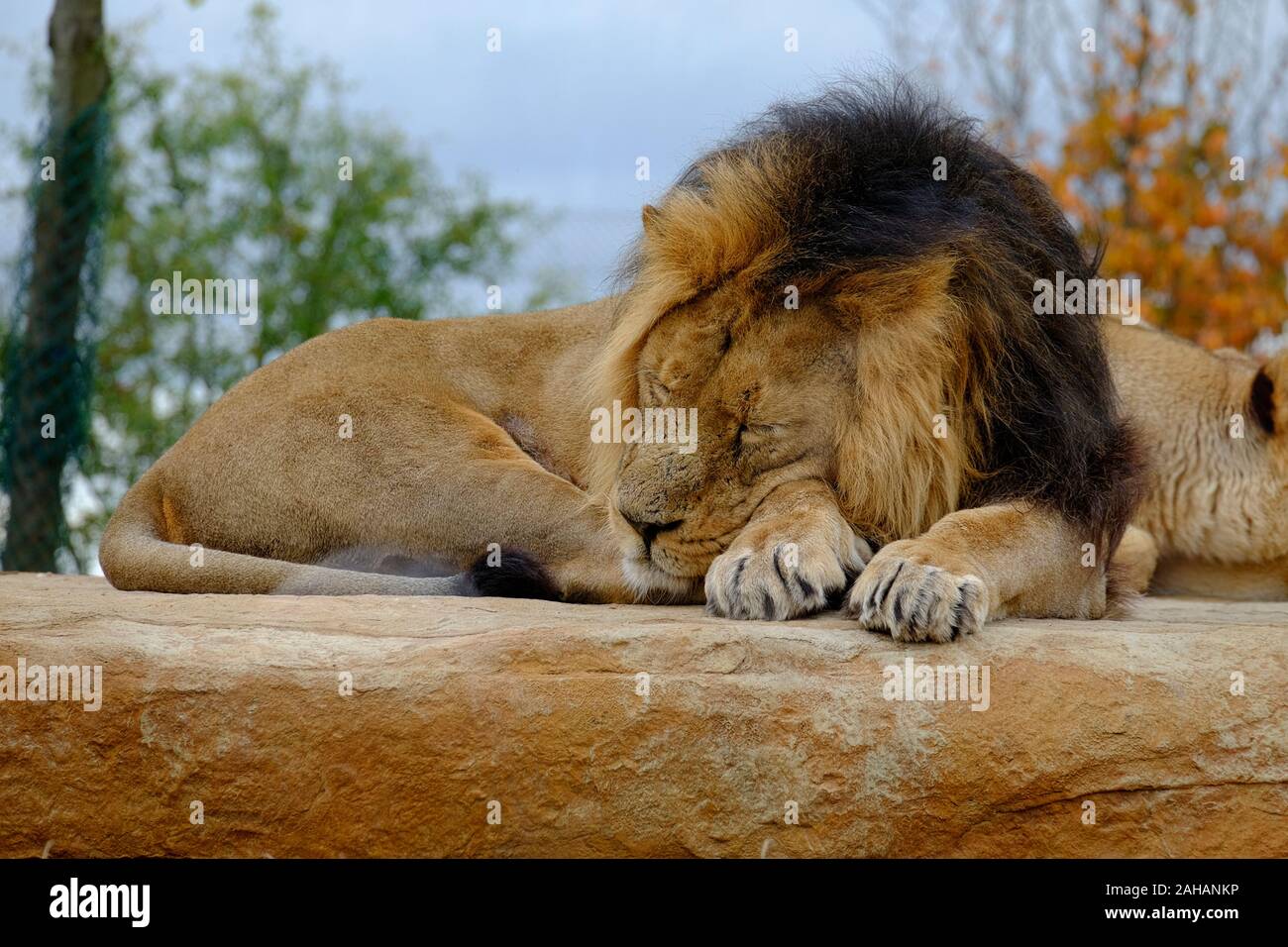 Male lion chester zoo hi-res stock photography and images - Alamy